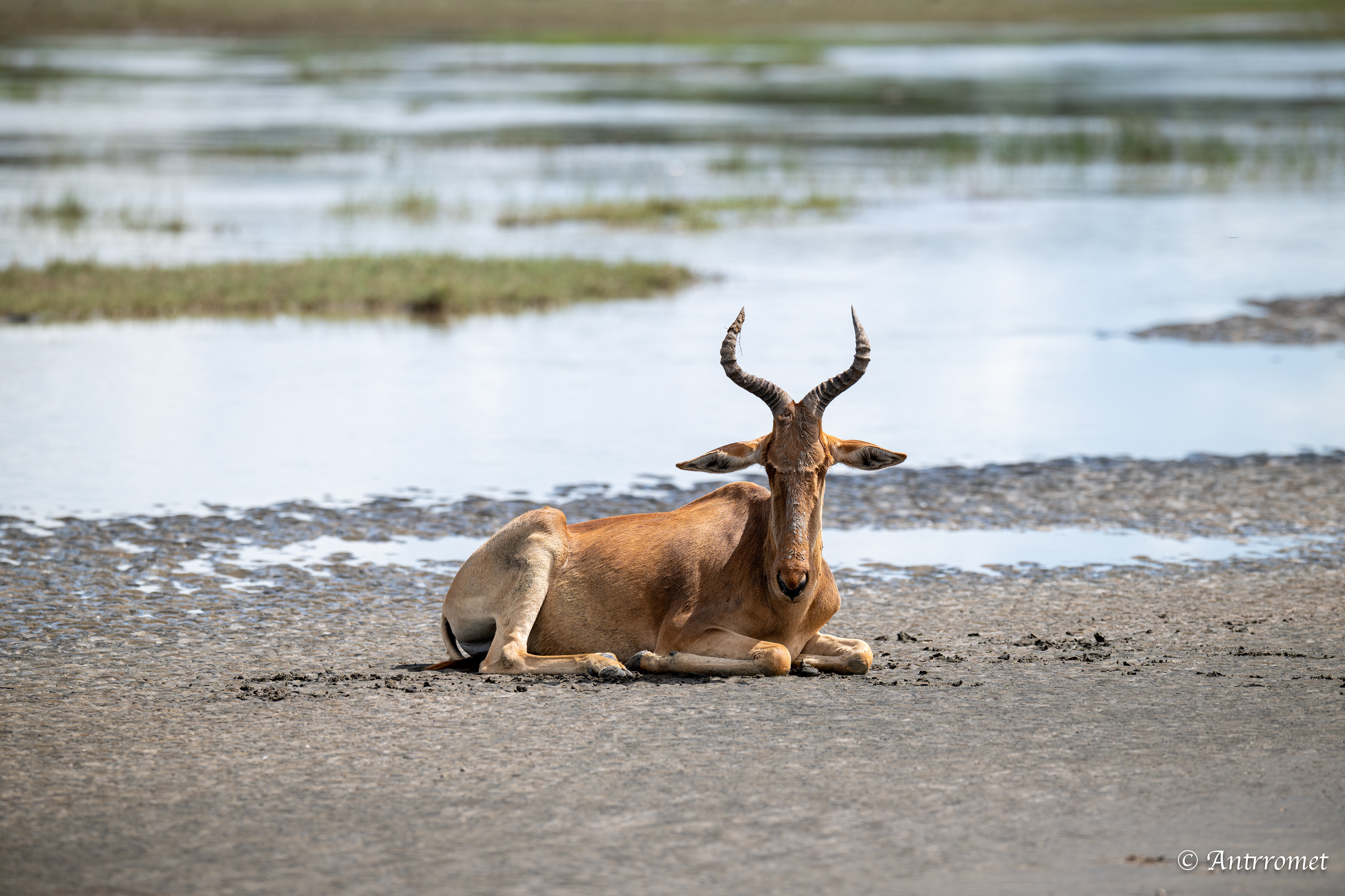 Hartebeest