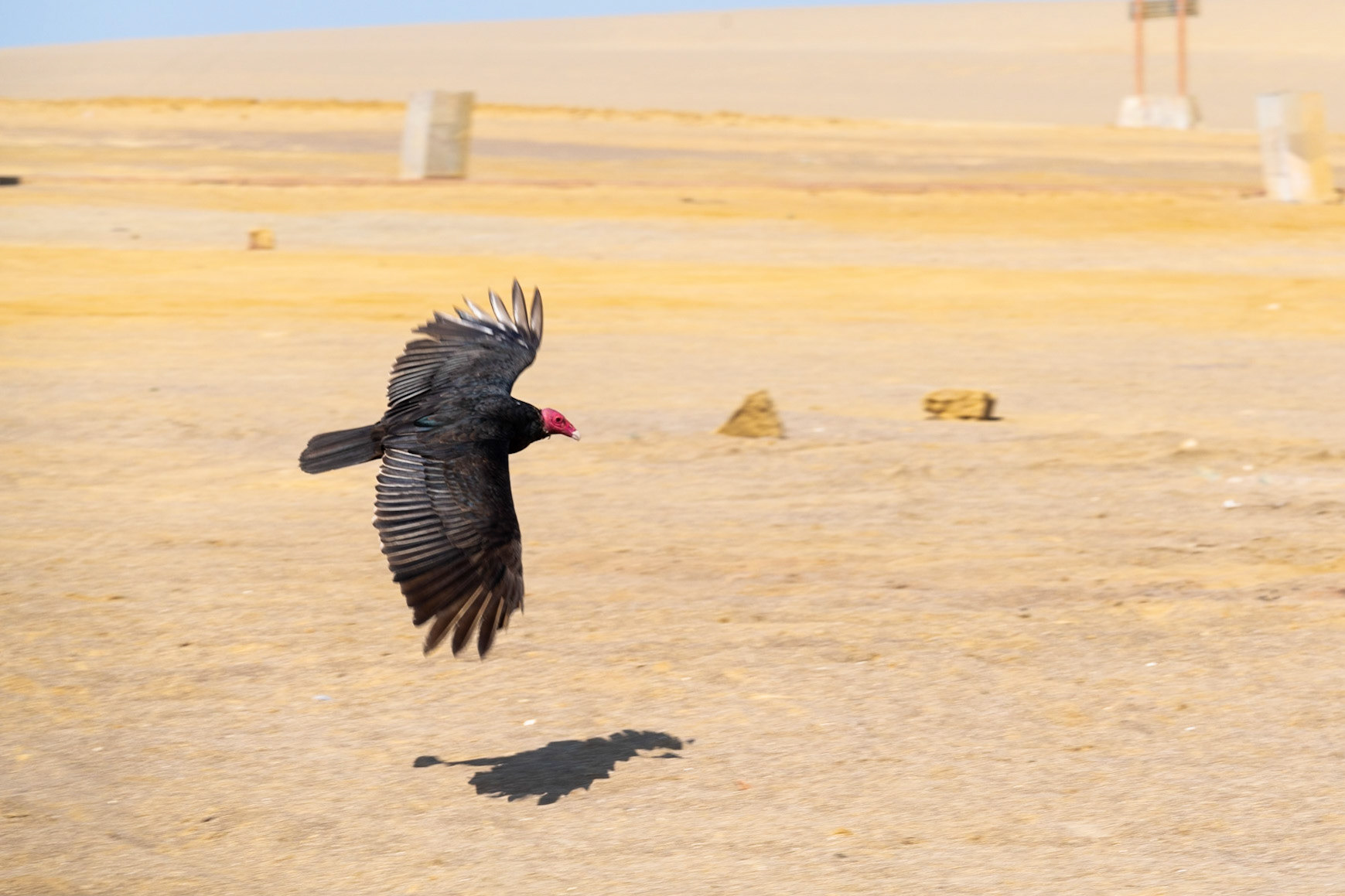 Turkey vulture, Paracas National Reserve
