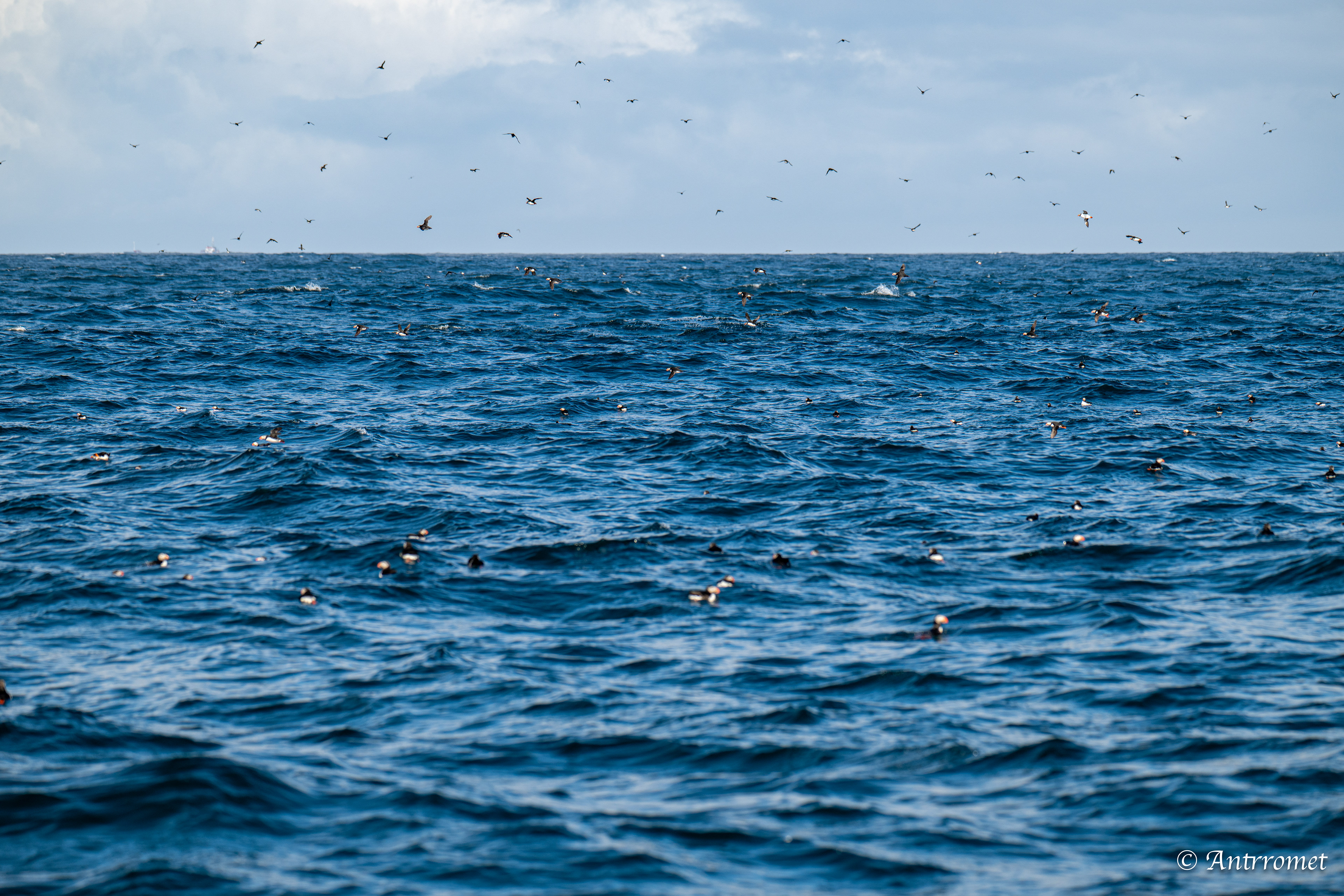 Puffins at Puffin Safari AS, Bleik, Vesteralen