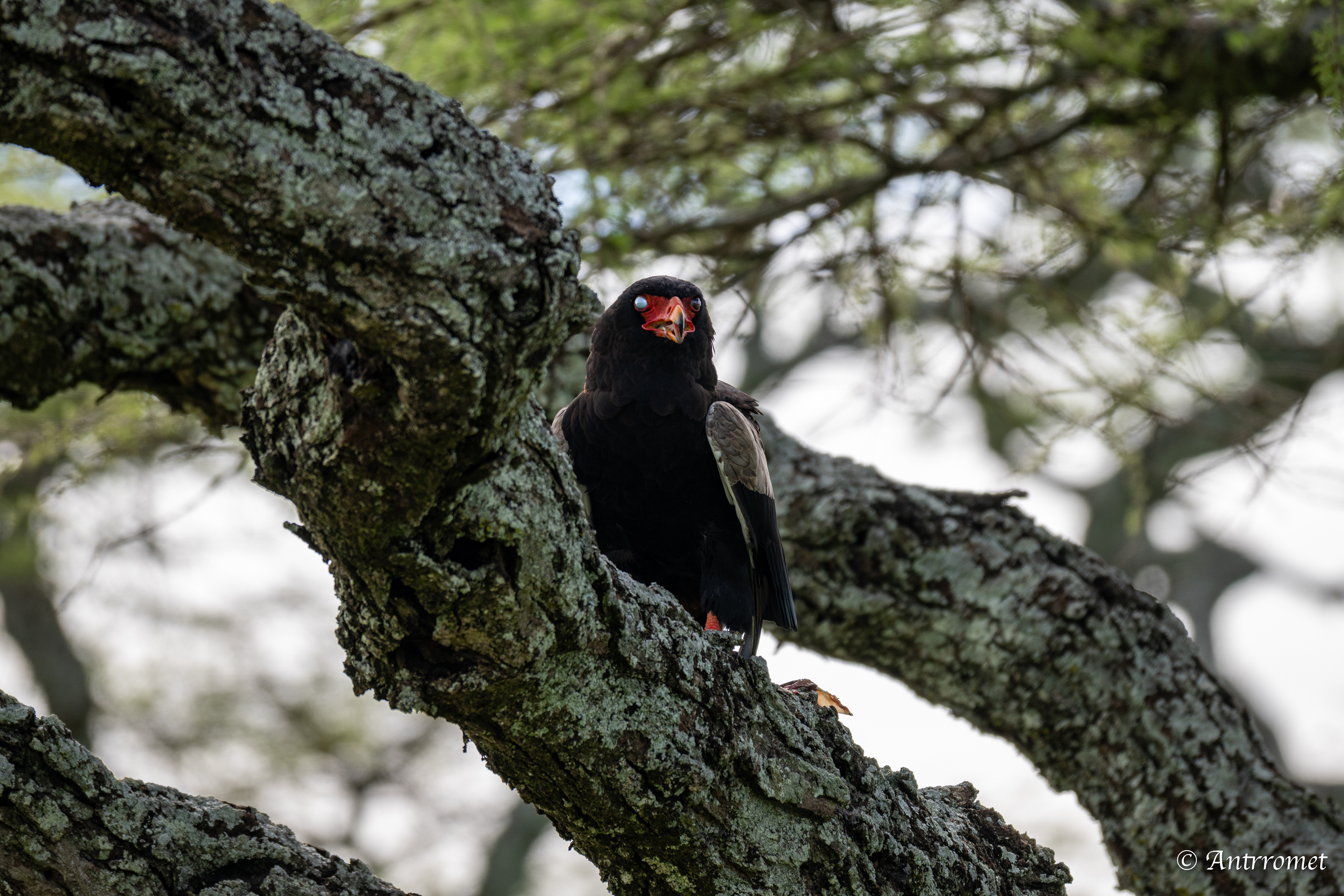 Bateleur Eagle