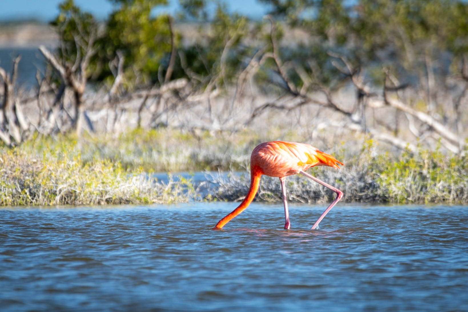 Flamingos at Rio Lagartos Lagoon