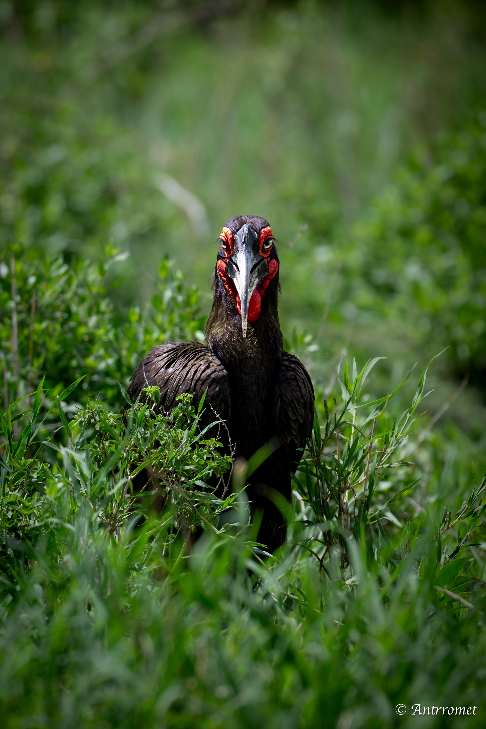 Southern Ground Hornbill