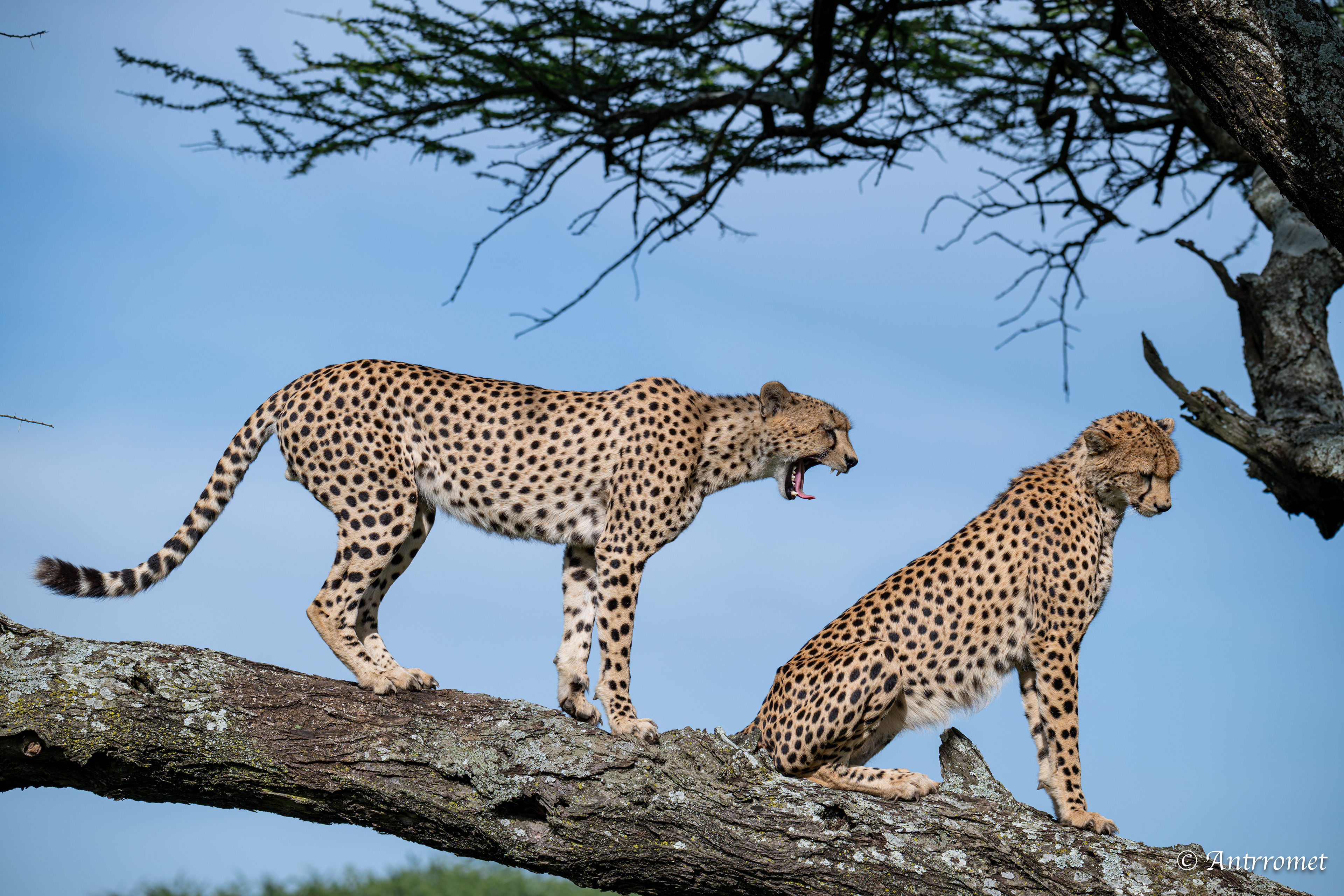 Cheetahs