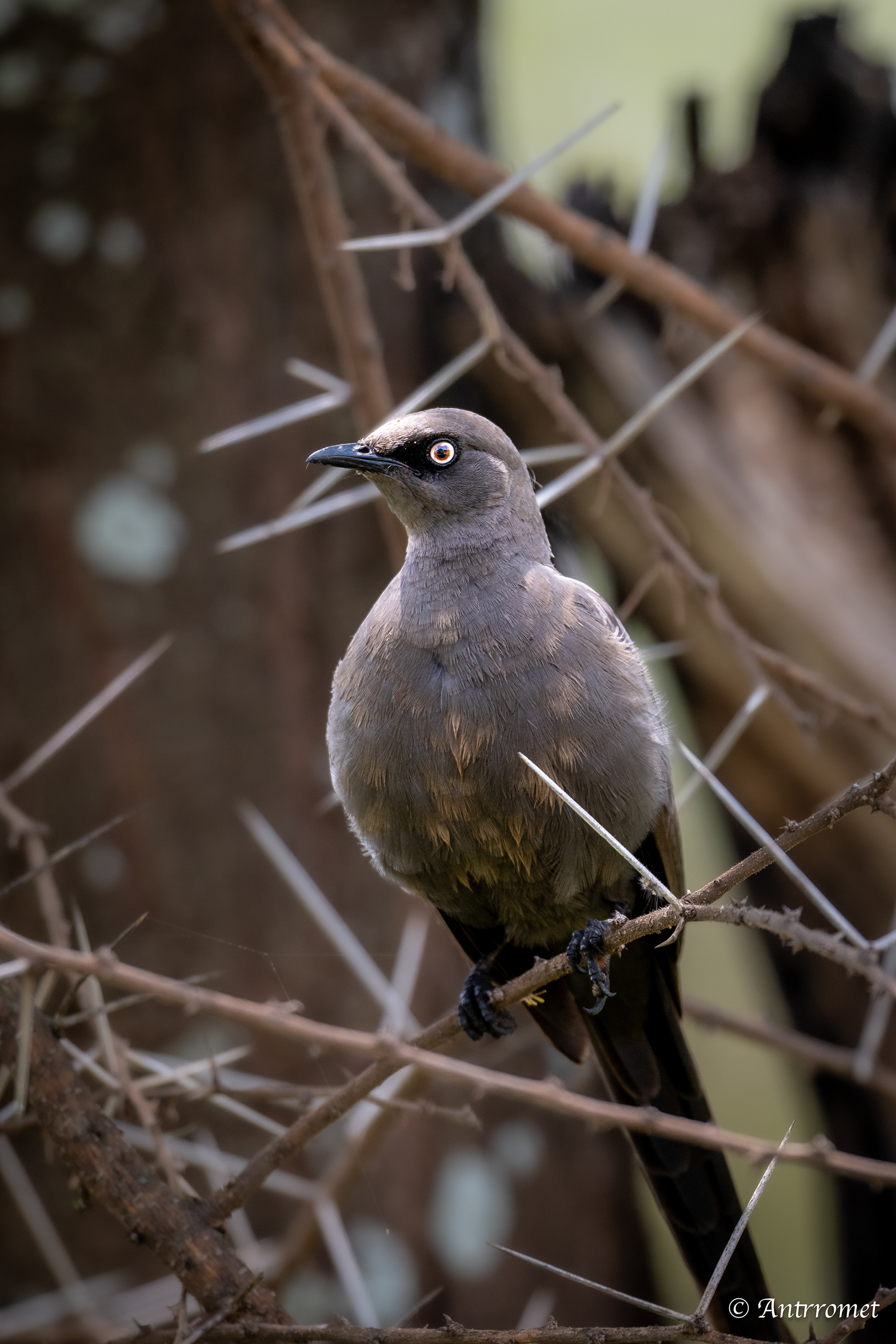Wattled Starling