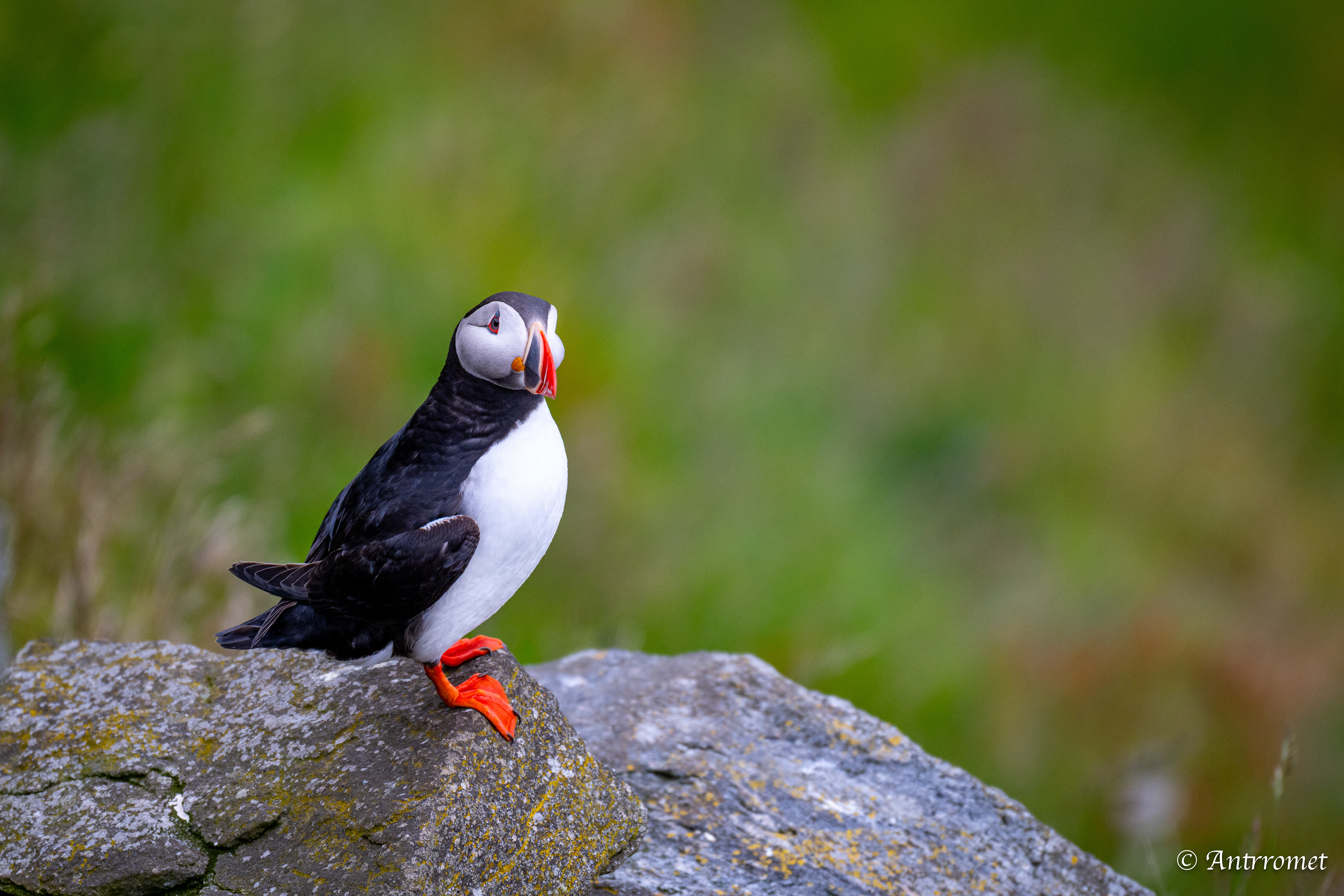 Puffin viewing point, Runde