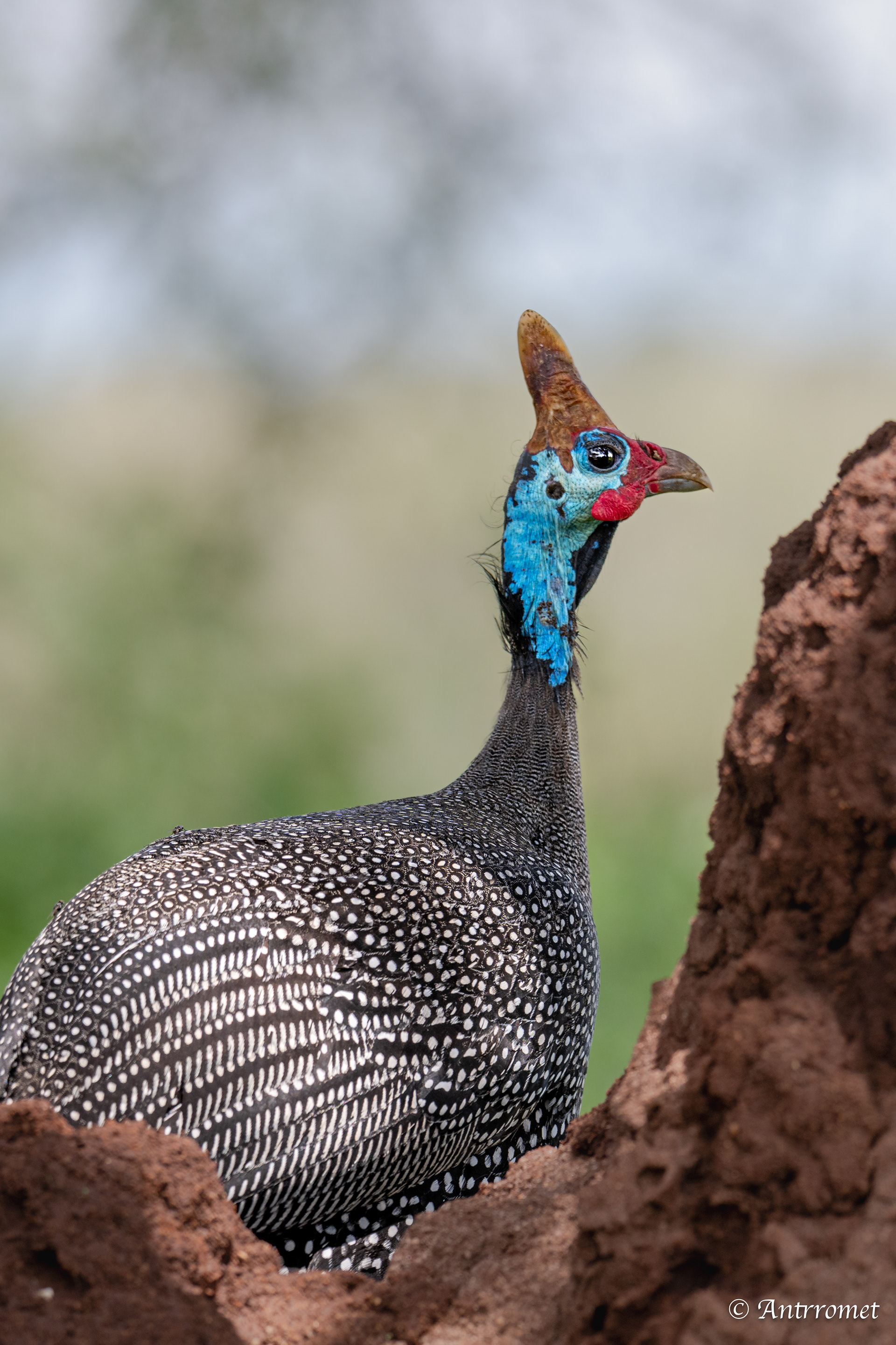 Helmeted guinea fowl