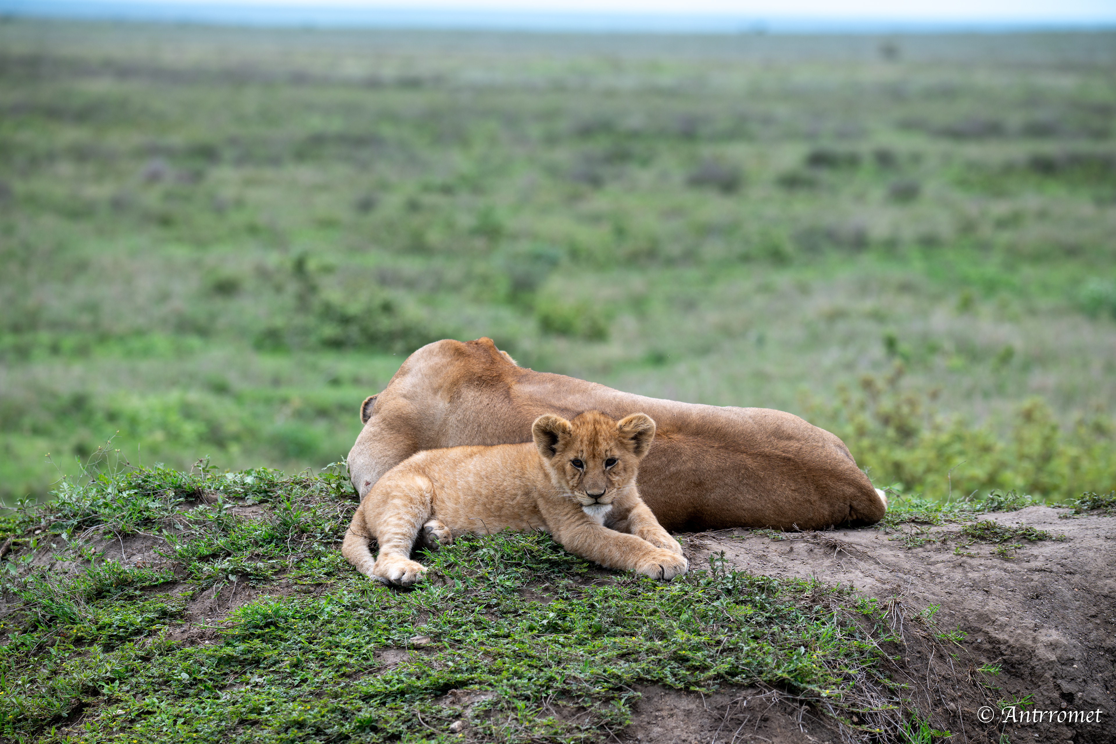 Lion cub with its mom