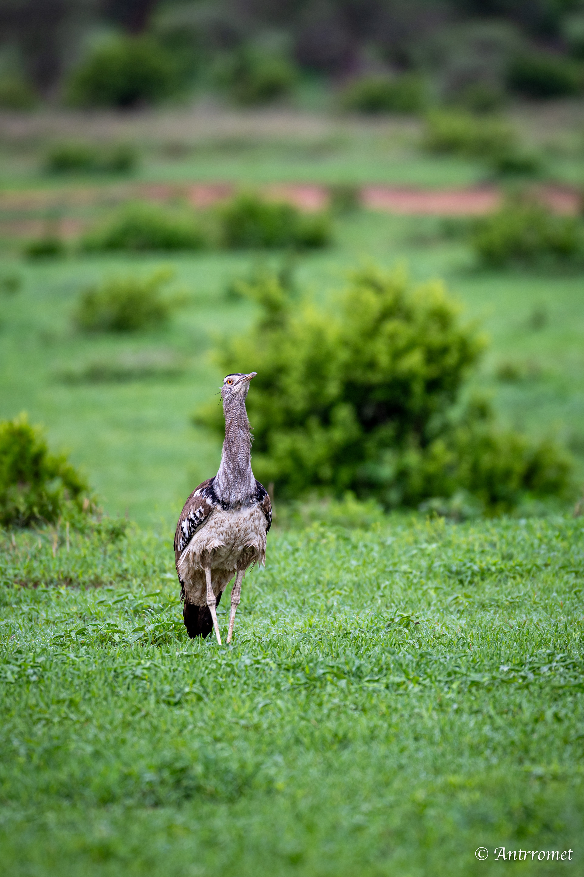 Kori Bustard
