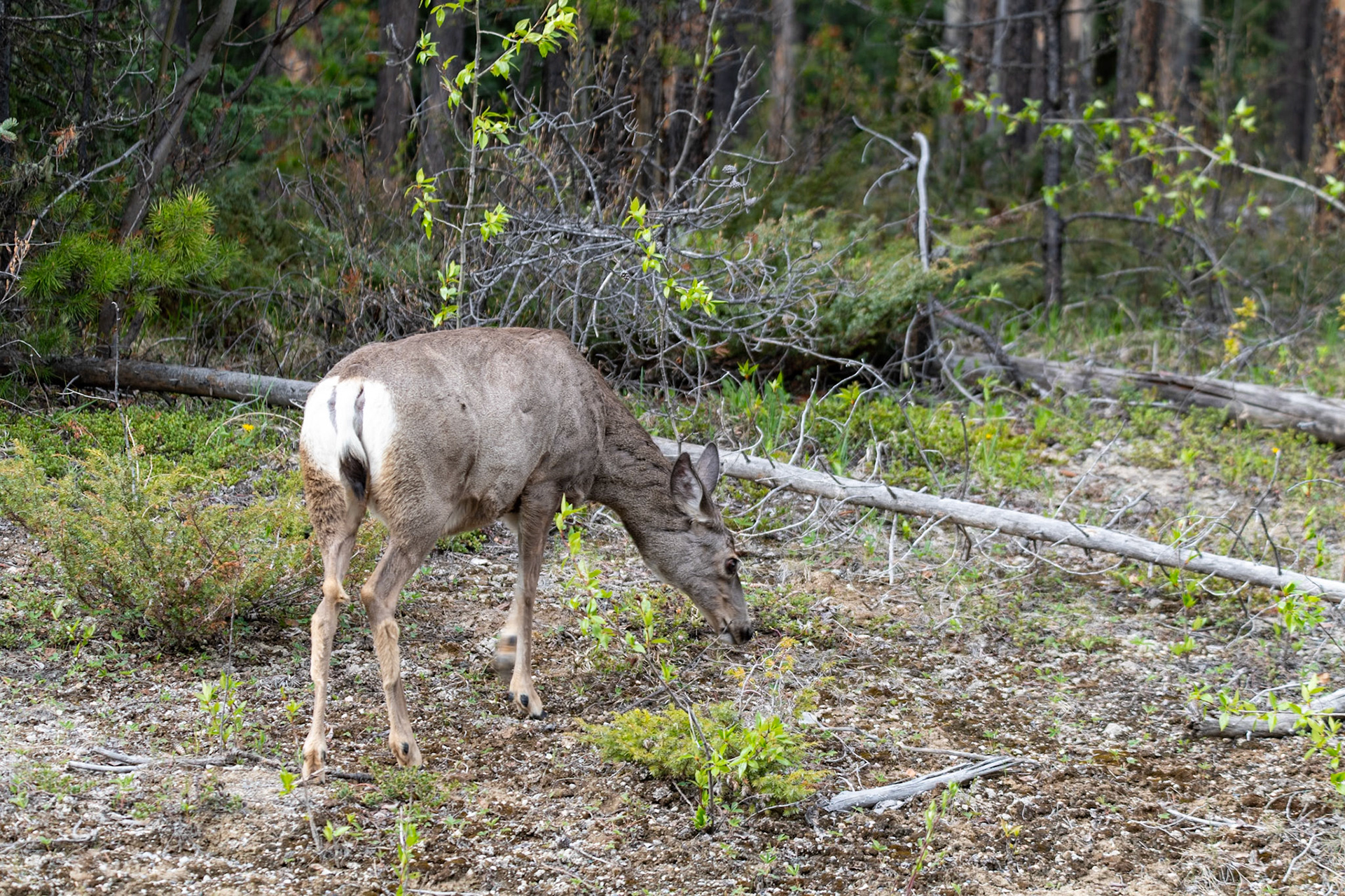 White tailed deer on Maligne Lake Road