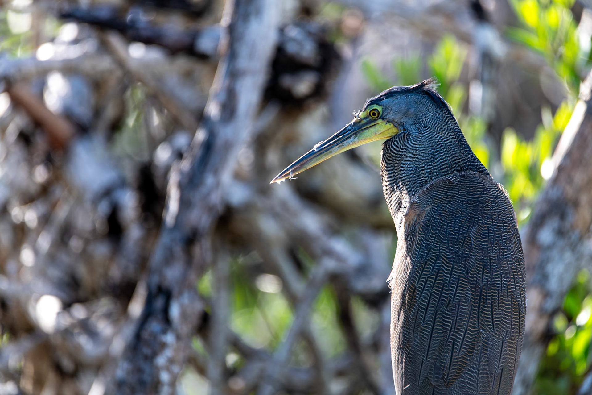 Tiger Heron at Rio Lagartos Lagoon