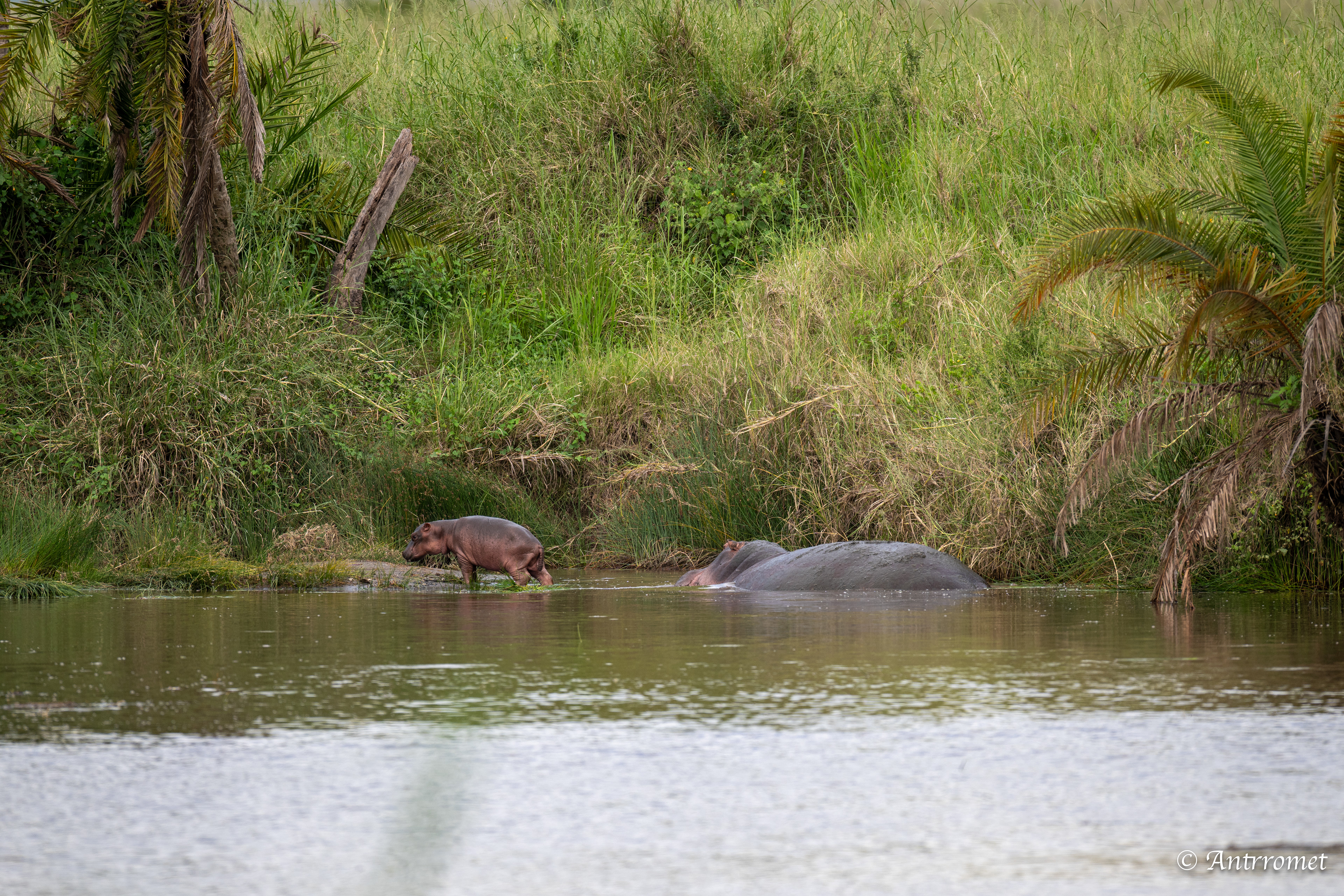 Baby Hippopotamus with its mom