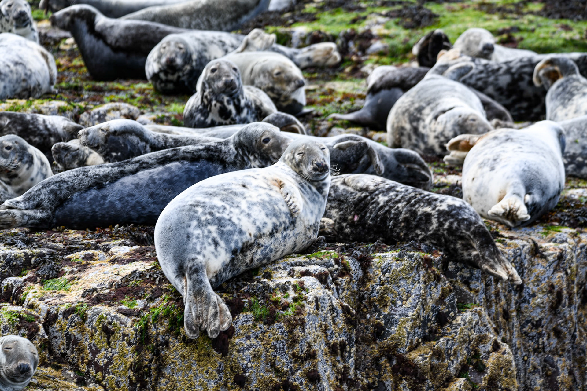 Atlantic grey seals, Farne Islands
