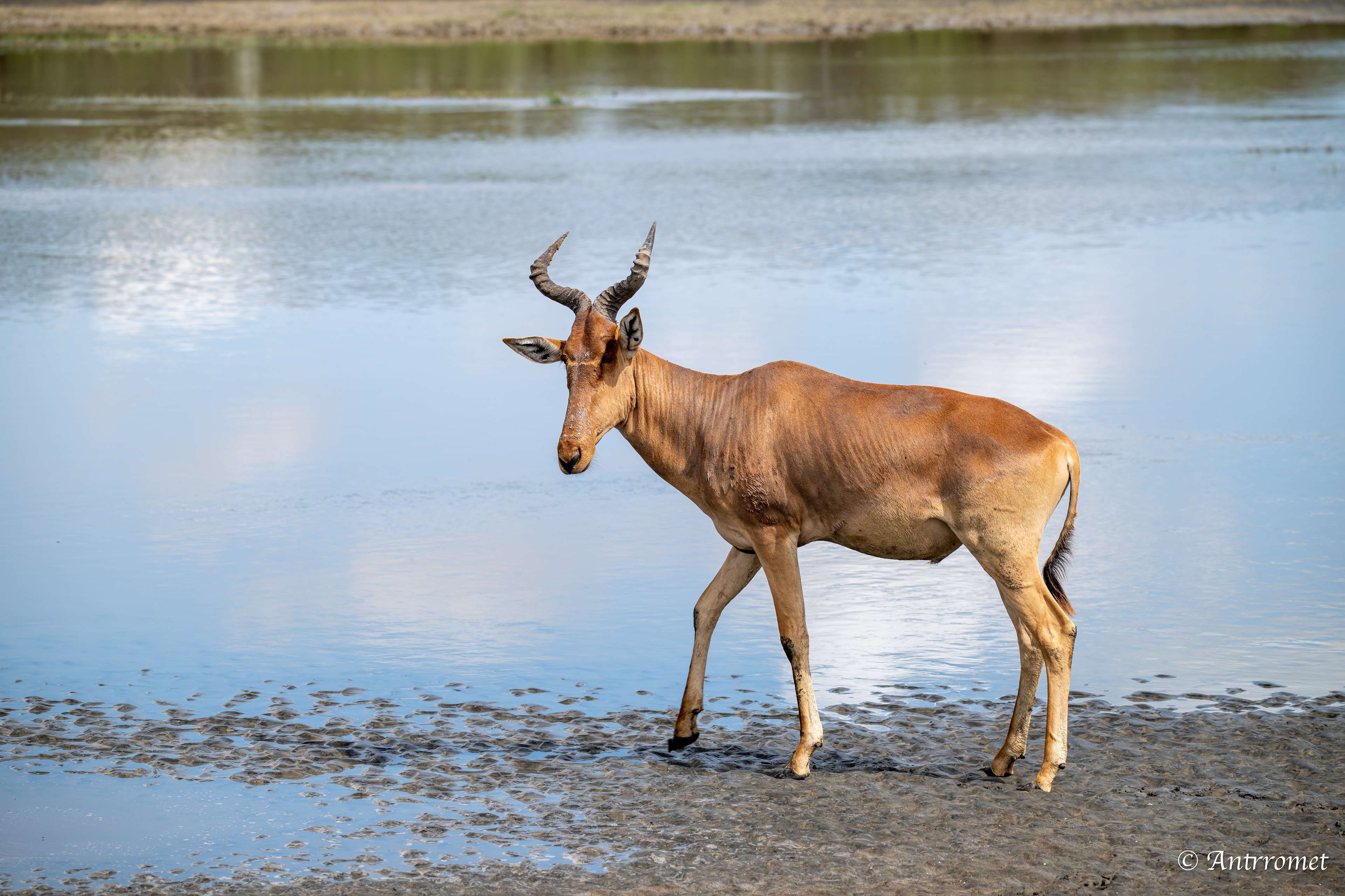 Hartebeest