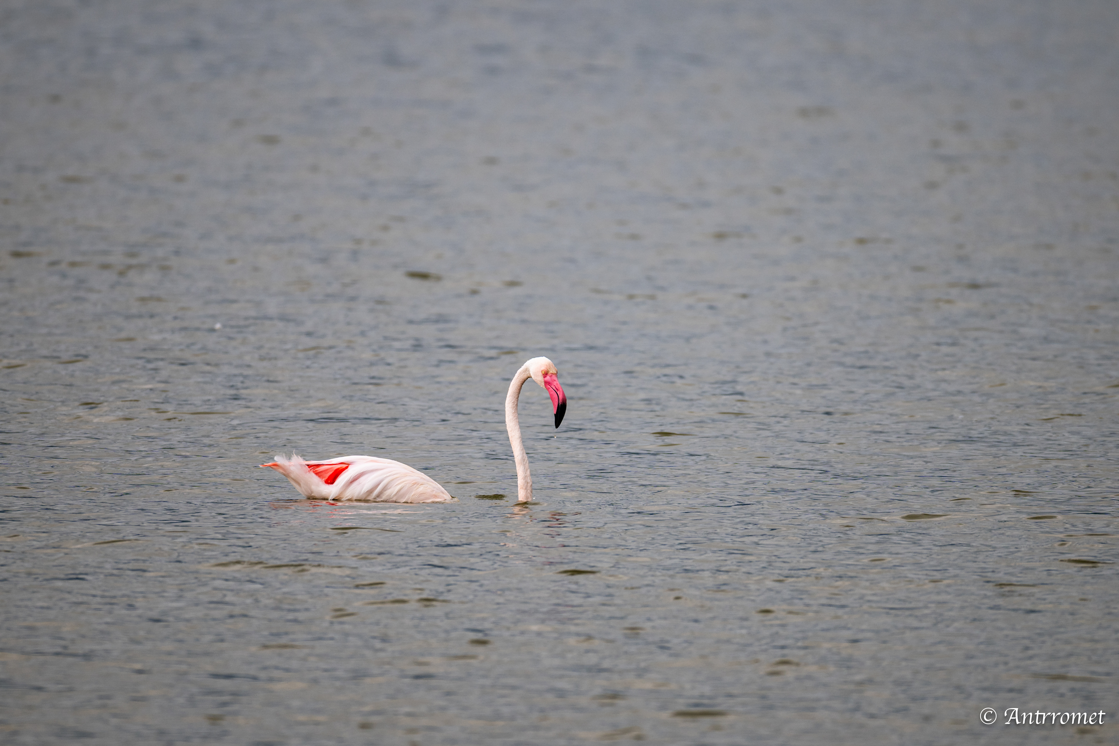 Lesser Flamingo