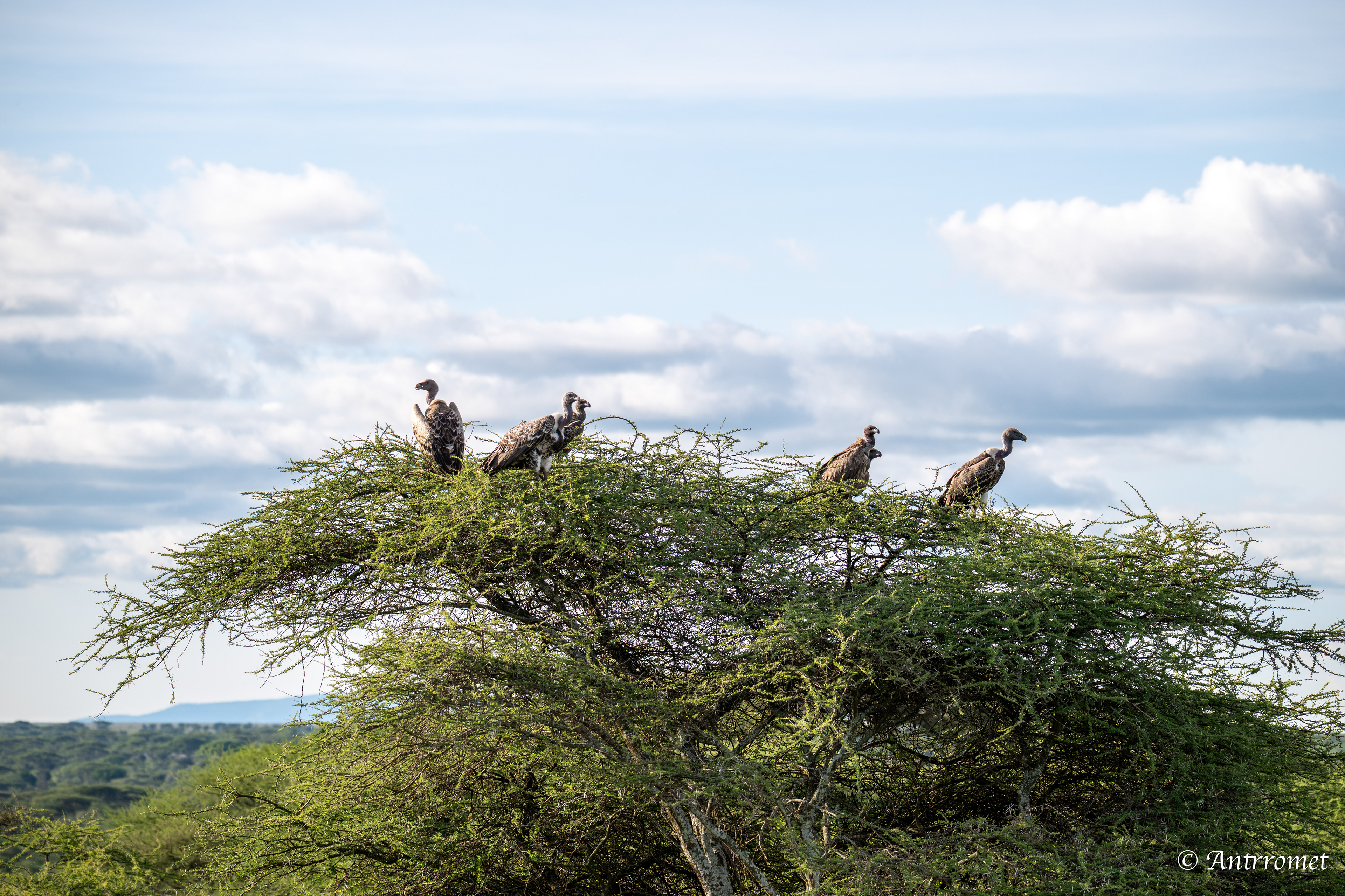 Rüppell's Vultures