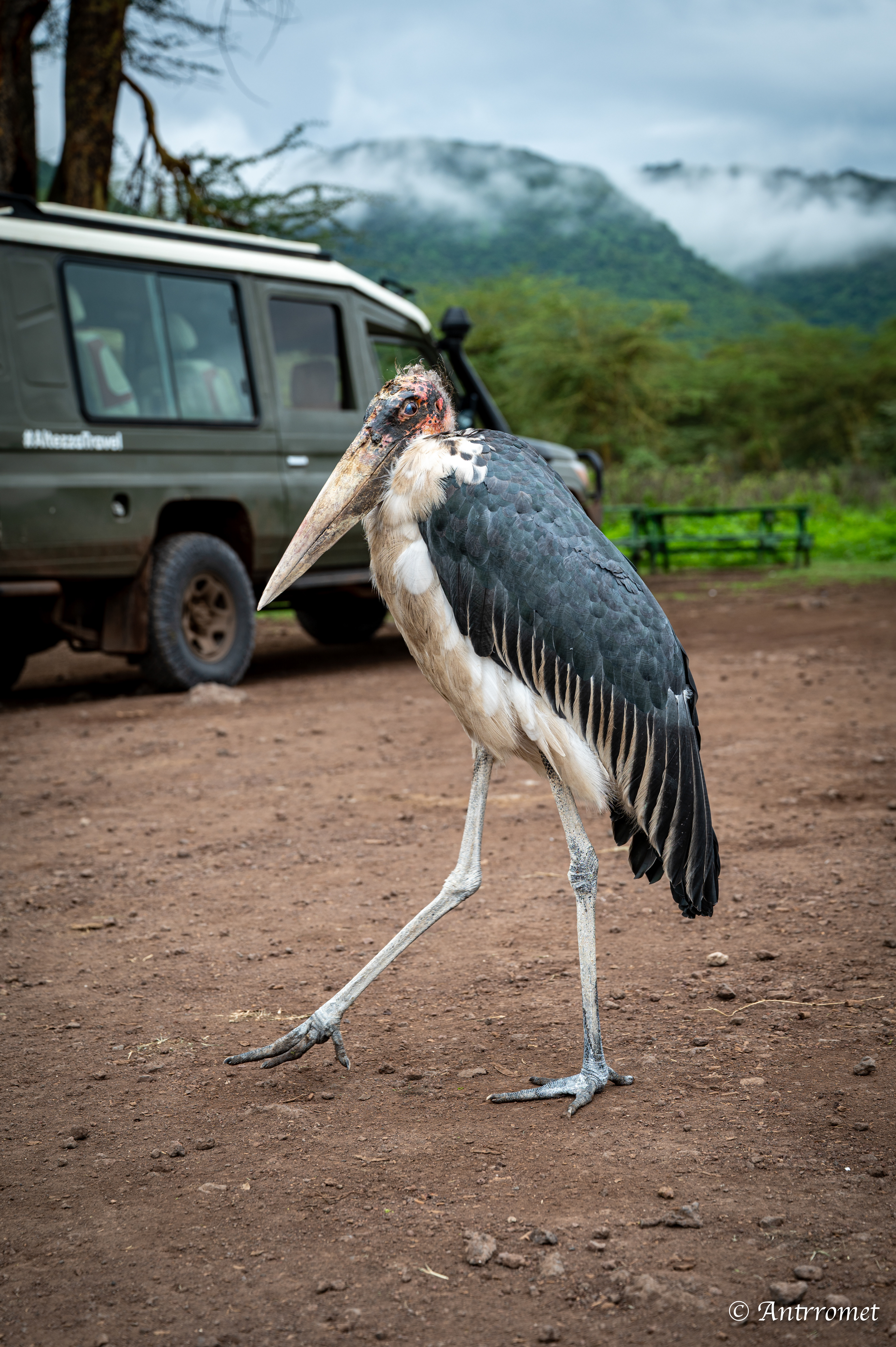 Marabou Stork