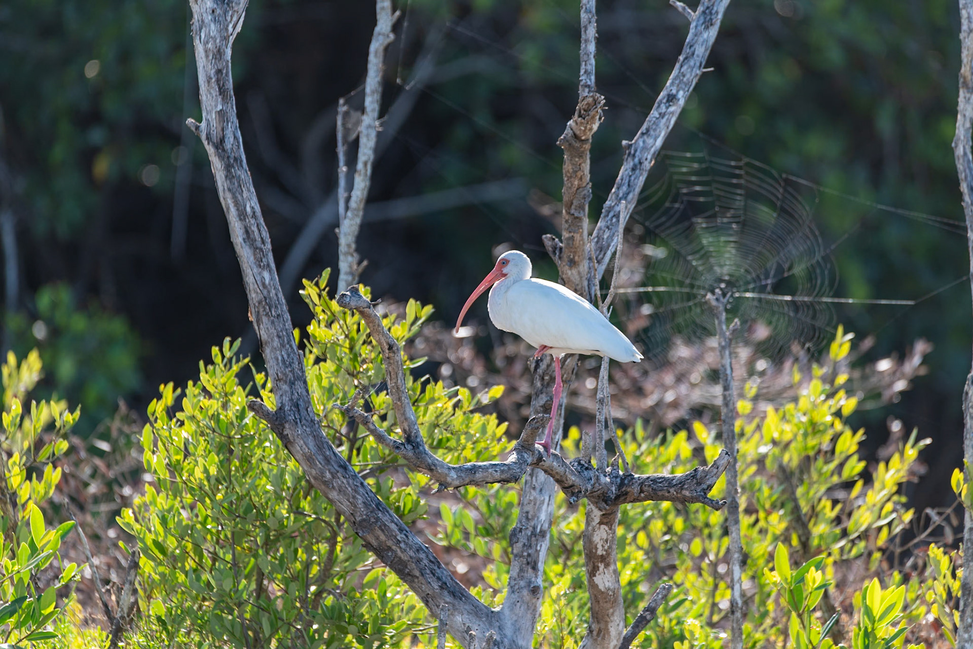 White Ibis at at Rio Lagartos Lagoon