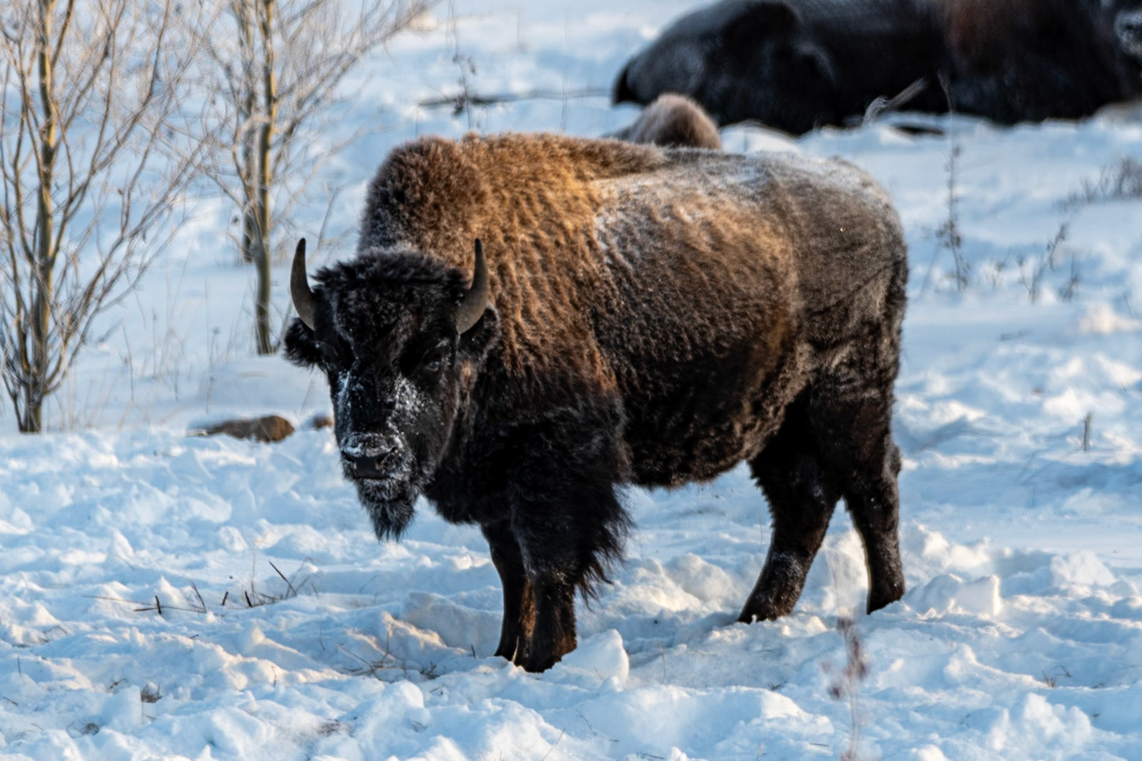 Bisons at Frontier Trail