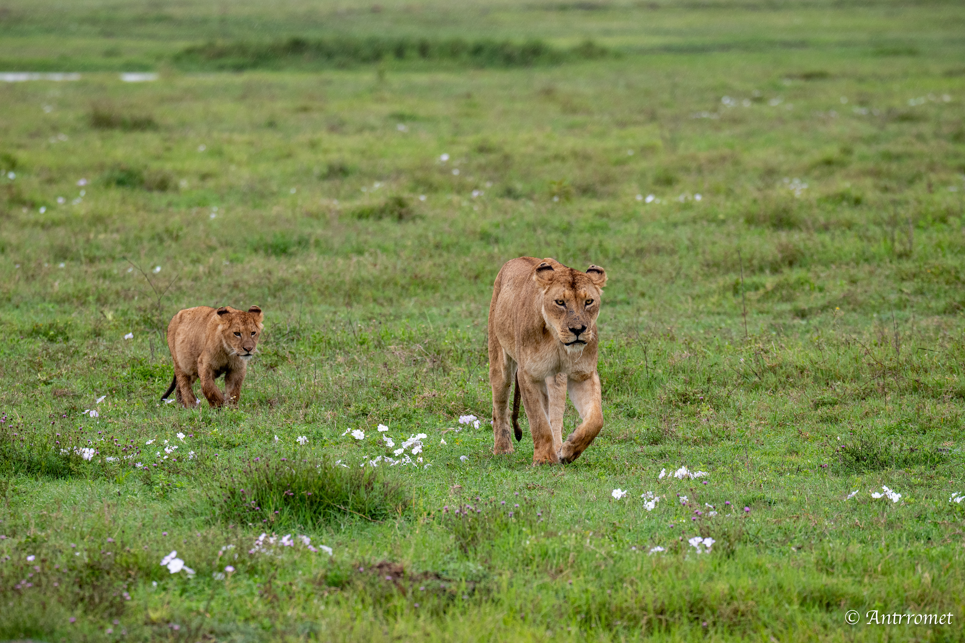 Lioness with her cub