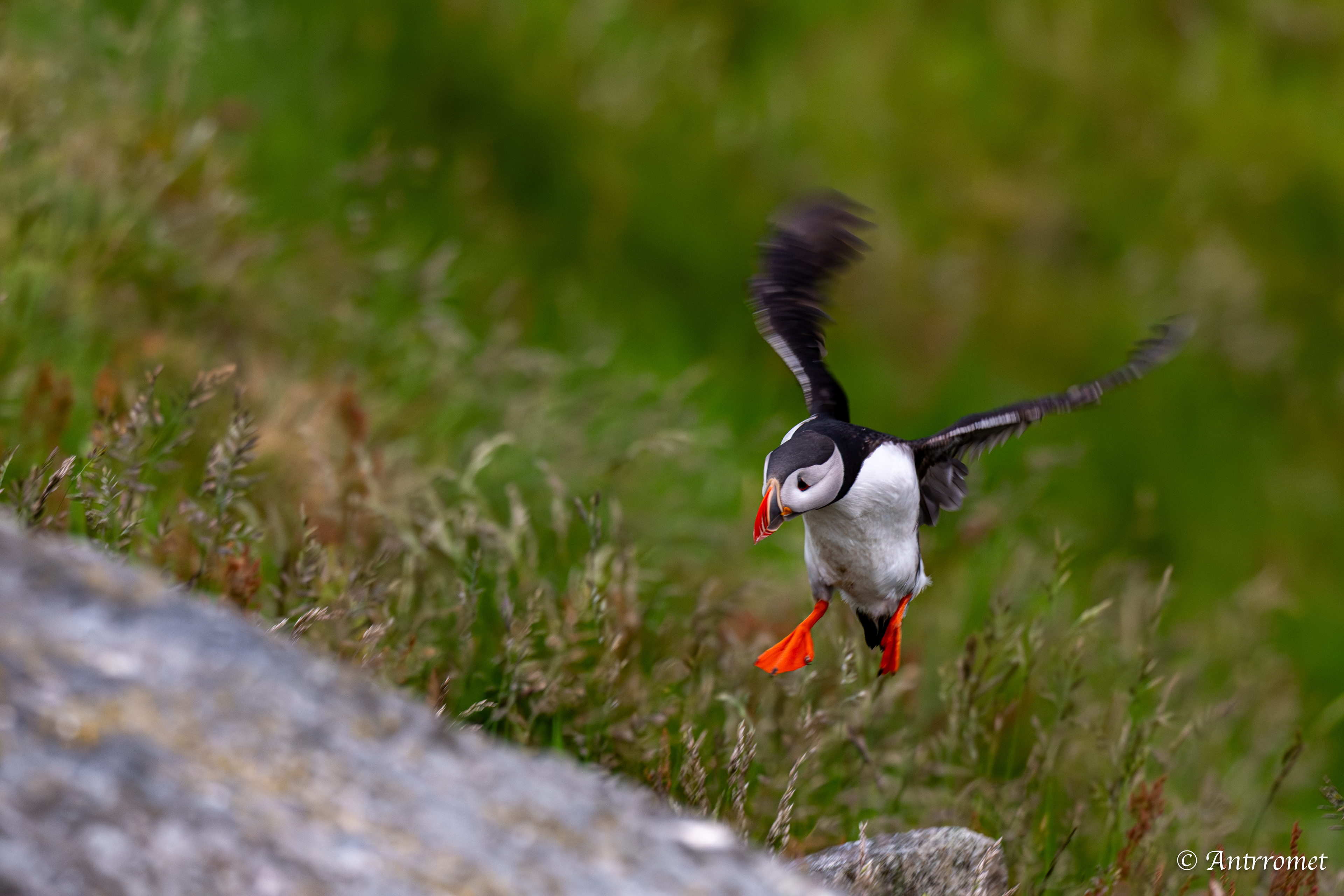 Puffin viewing point, Runde