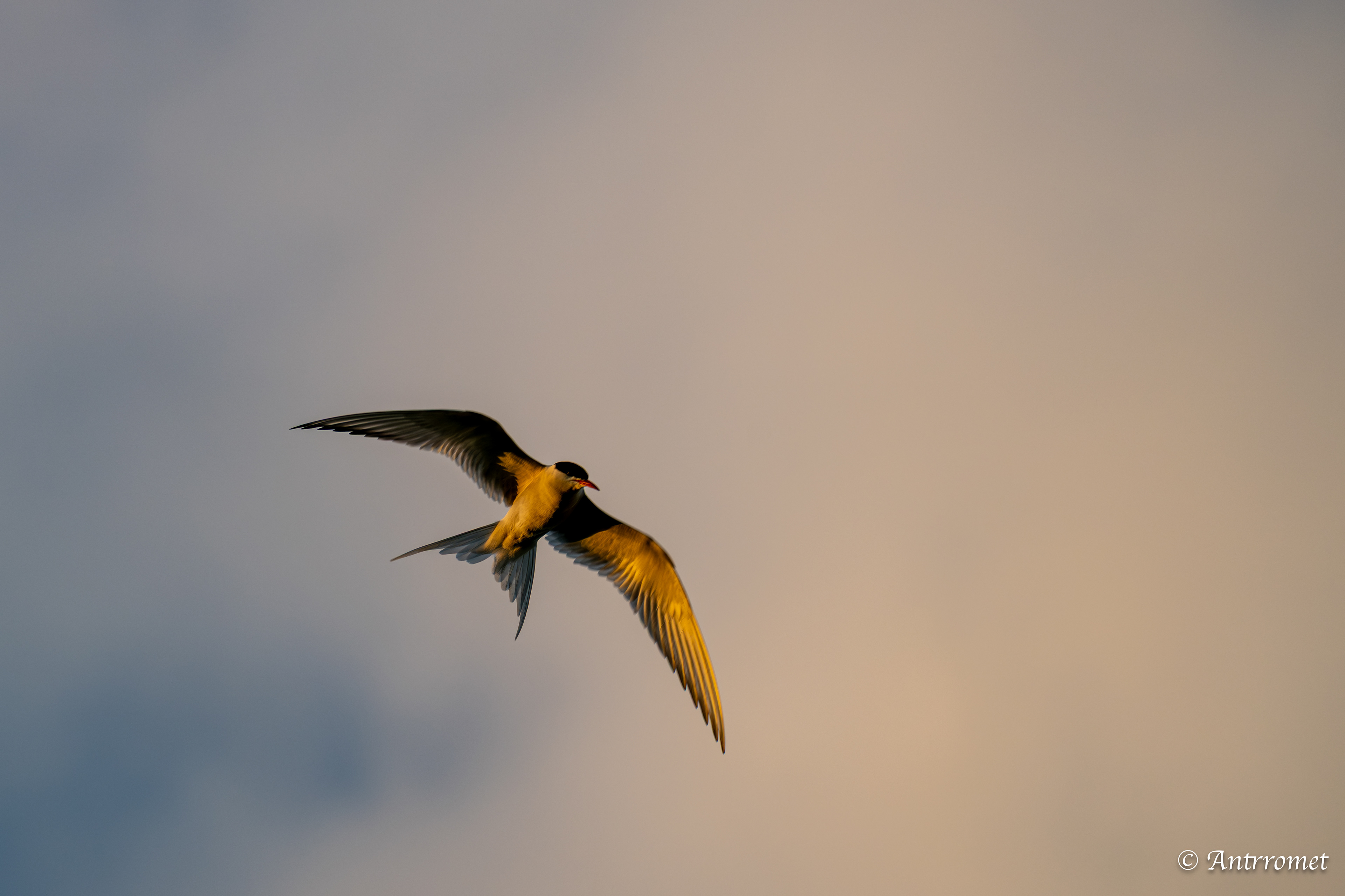 Arctic tern somewhere near Åse on a tour with Arctic North Adventures