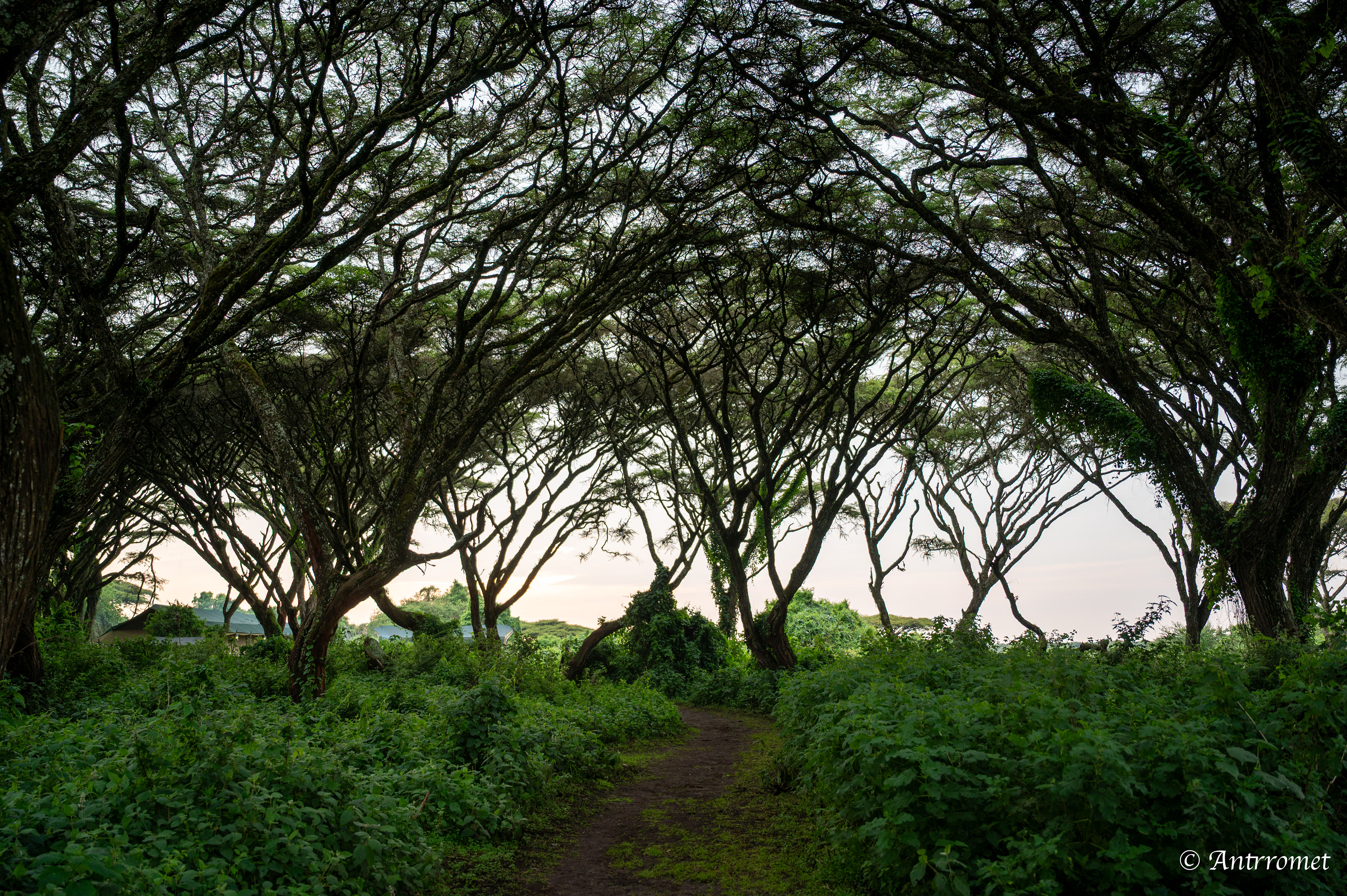 Ngorongoro crater rim