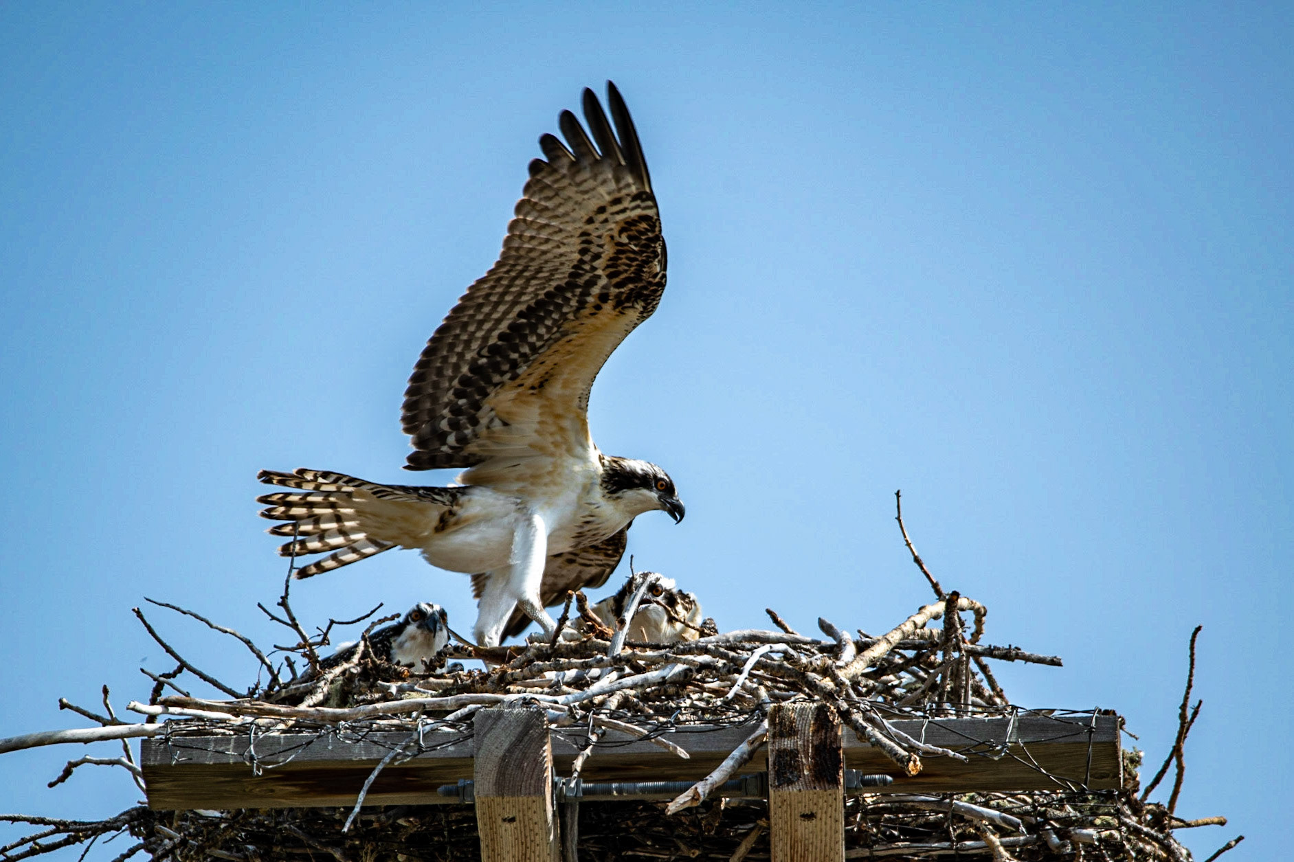 Osprey
