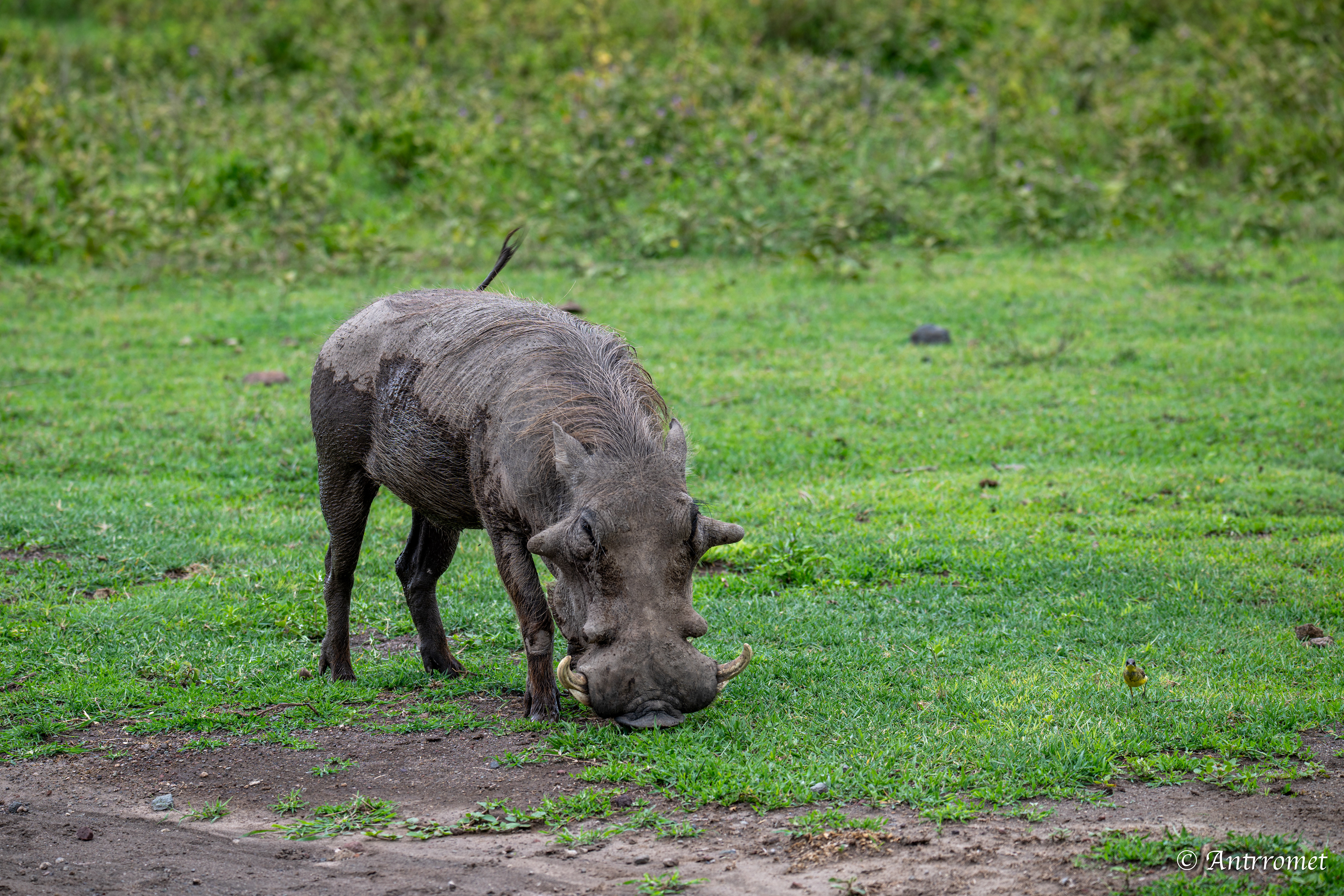 Warthog