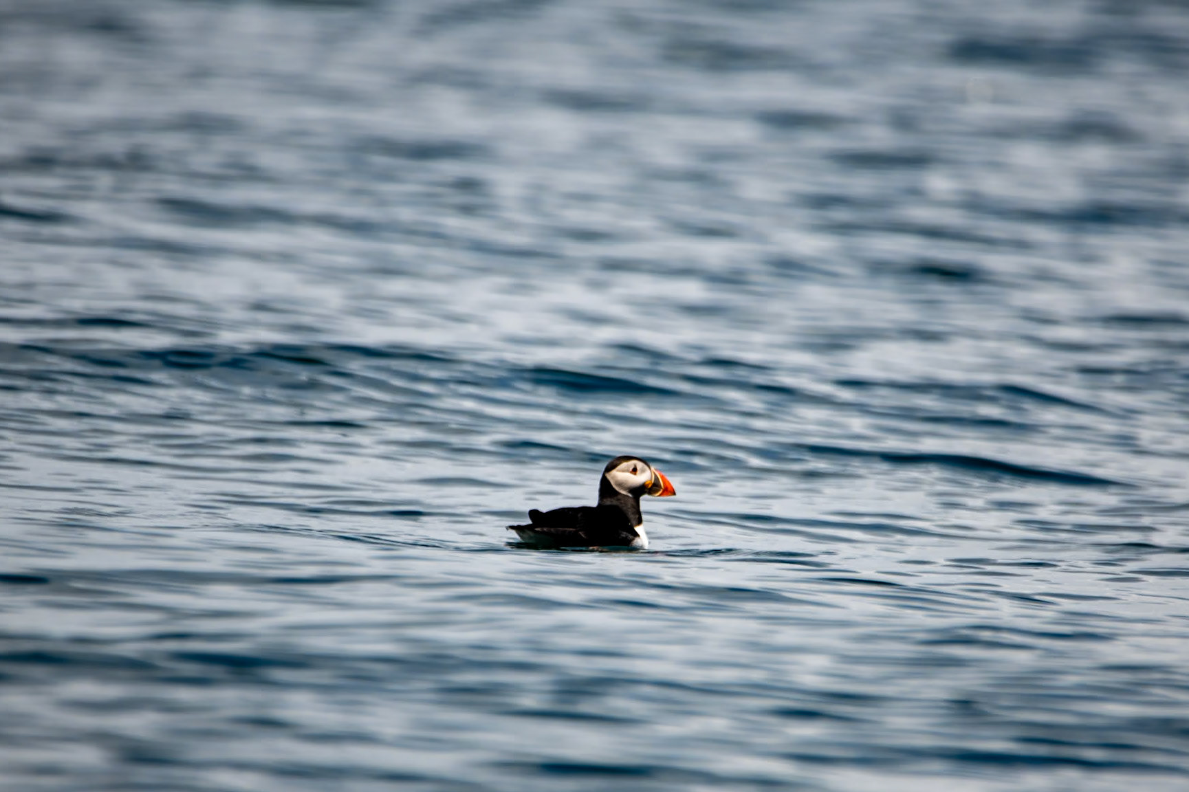 Puffin, Isle of Canna