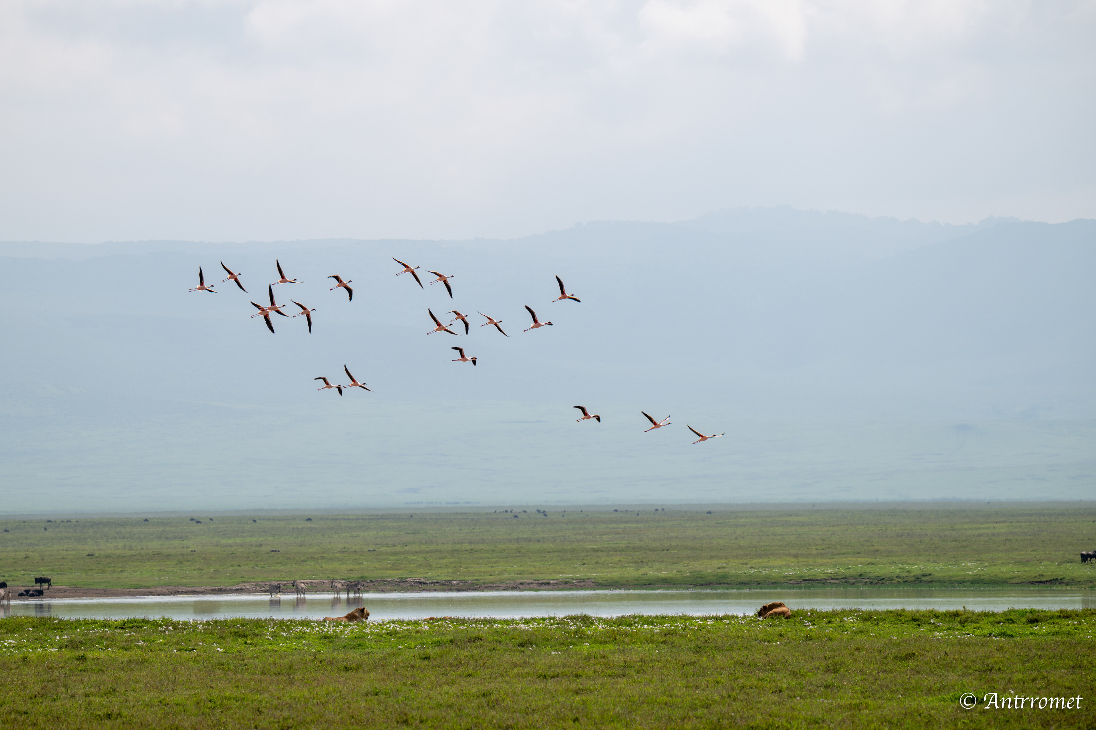 Flamingos (with lion pride in the background)