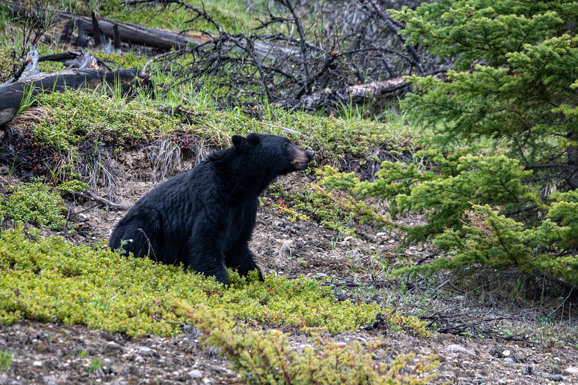 Black bear on Icefields Parkway