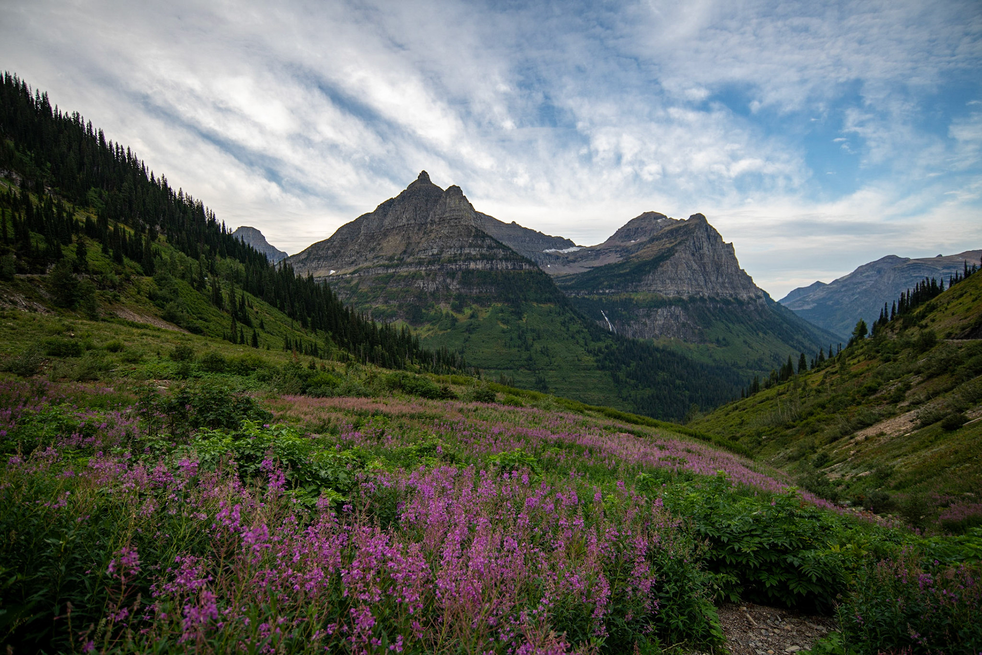 Paradise Meadow