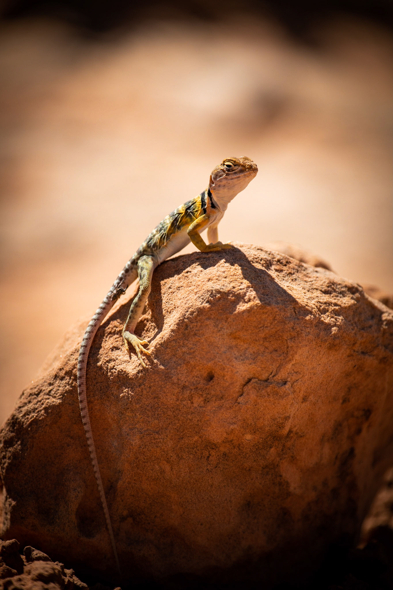 Collared lizard, on the way back from Owachomo bridge