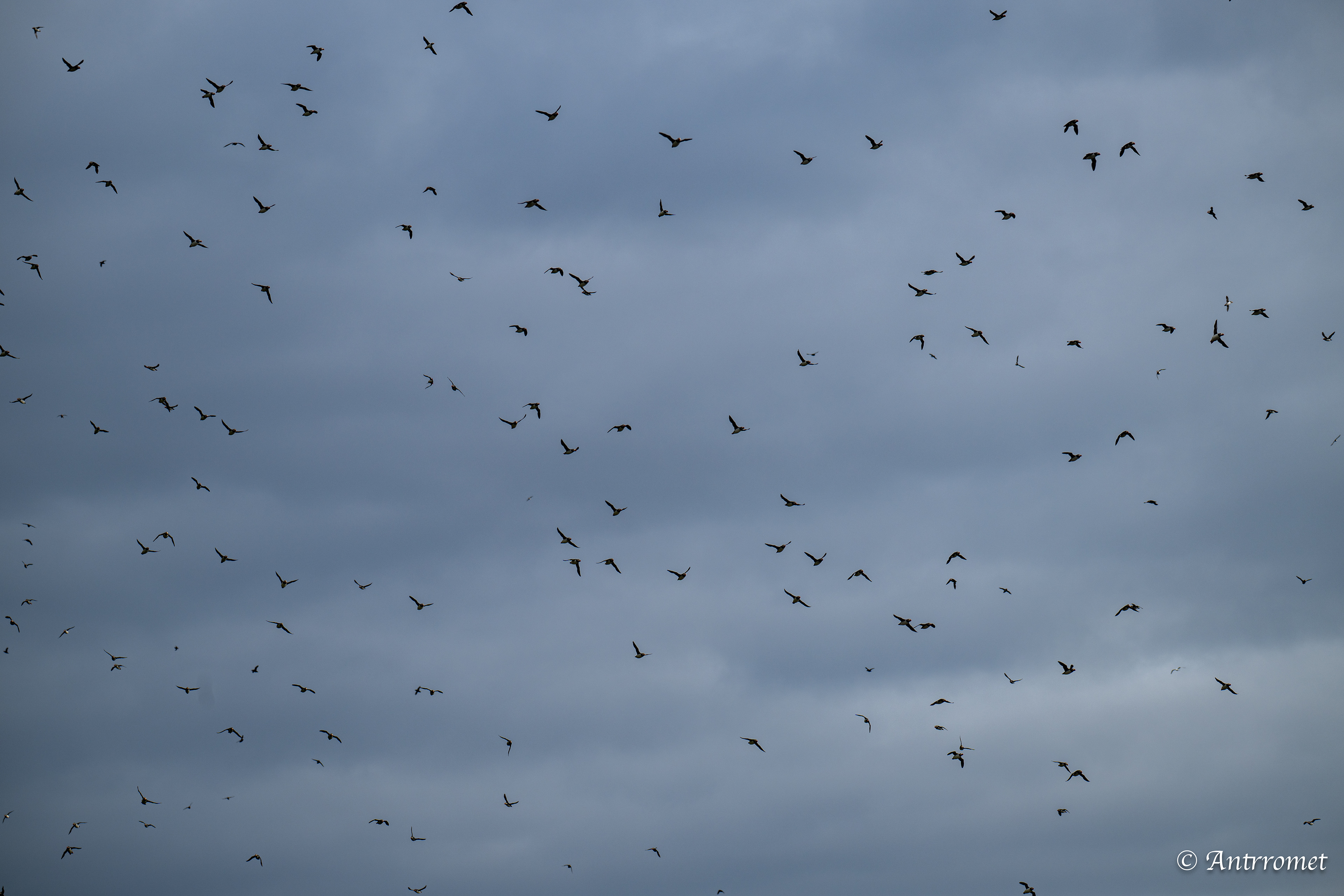 Puffins at Puffin Safari AS, Bleik, Vesteralen