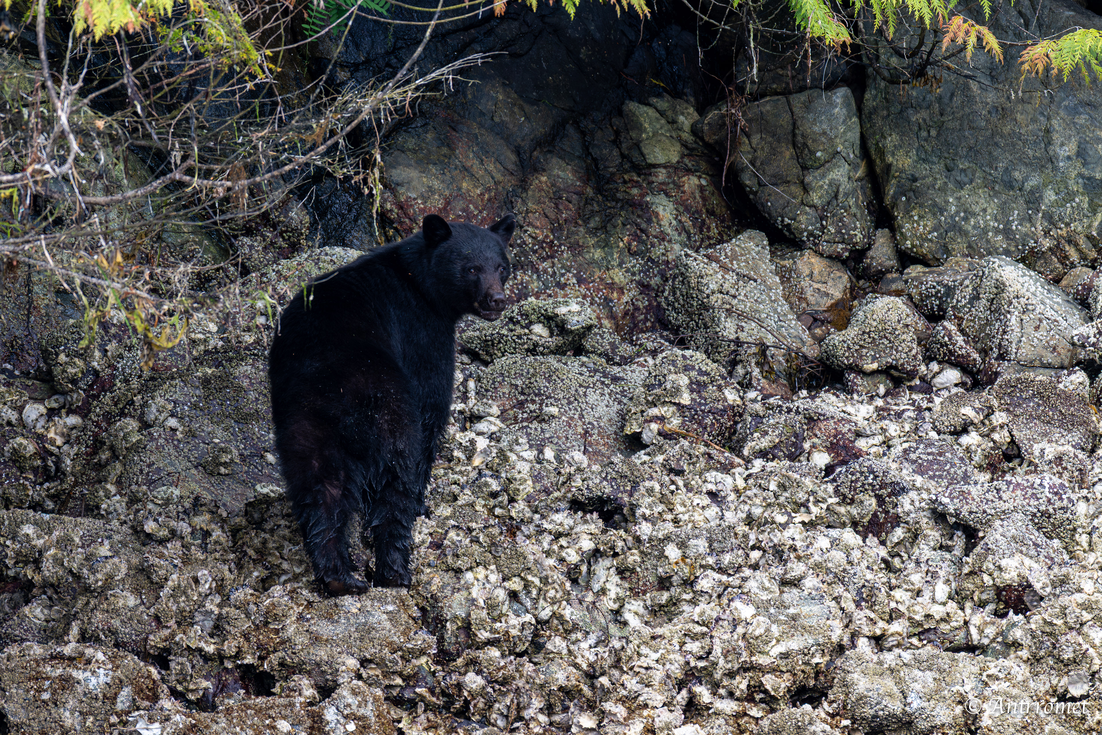 Black bear