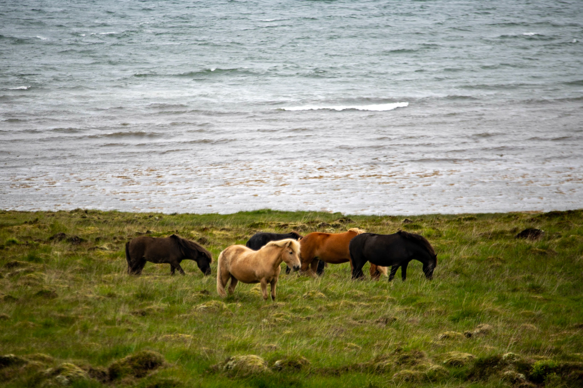 Icelandic horses