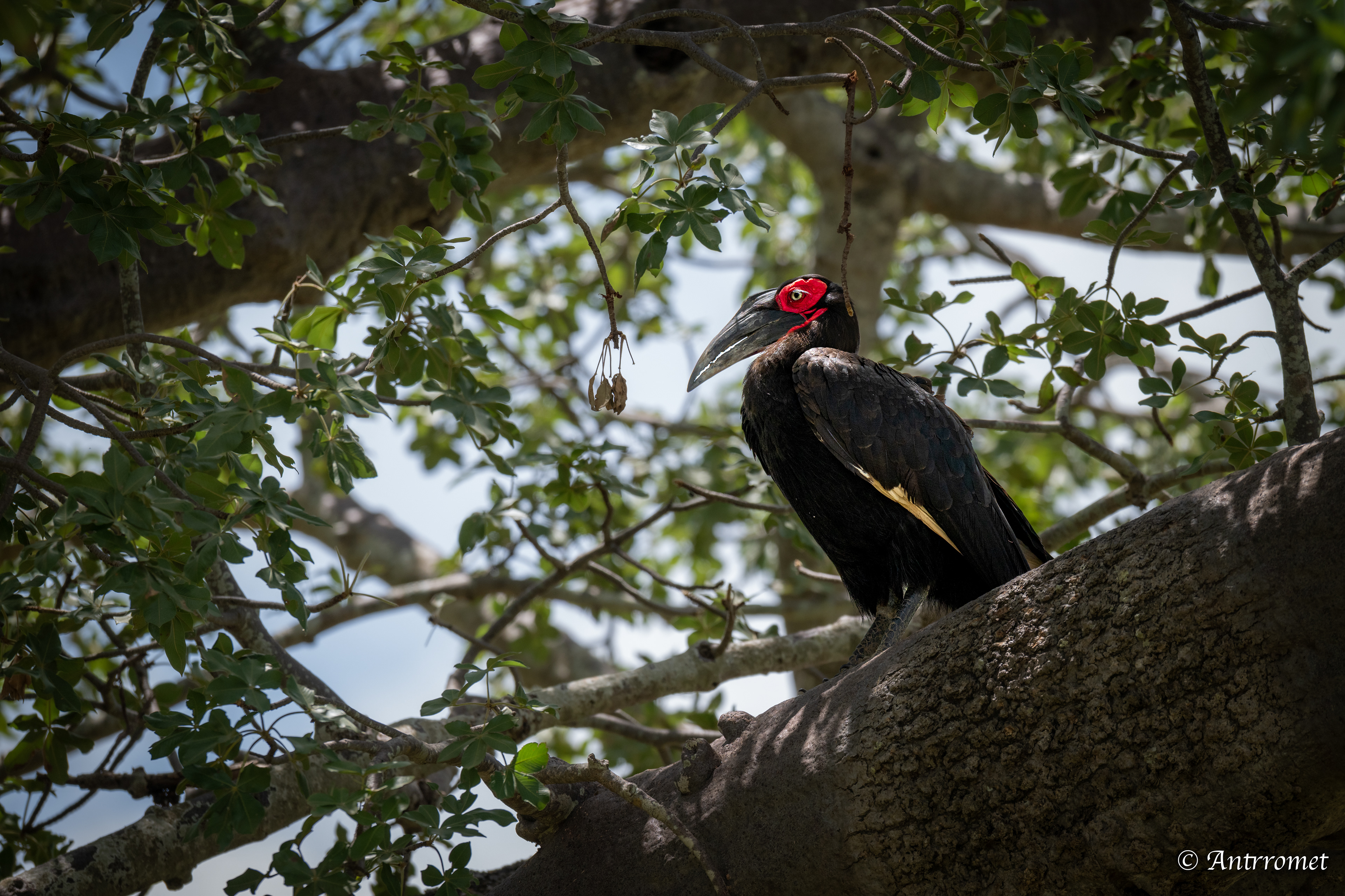 Southern Ground Hornbill