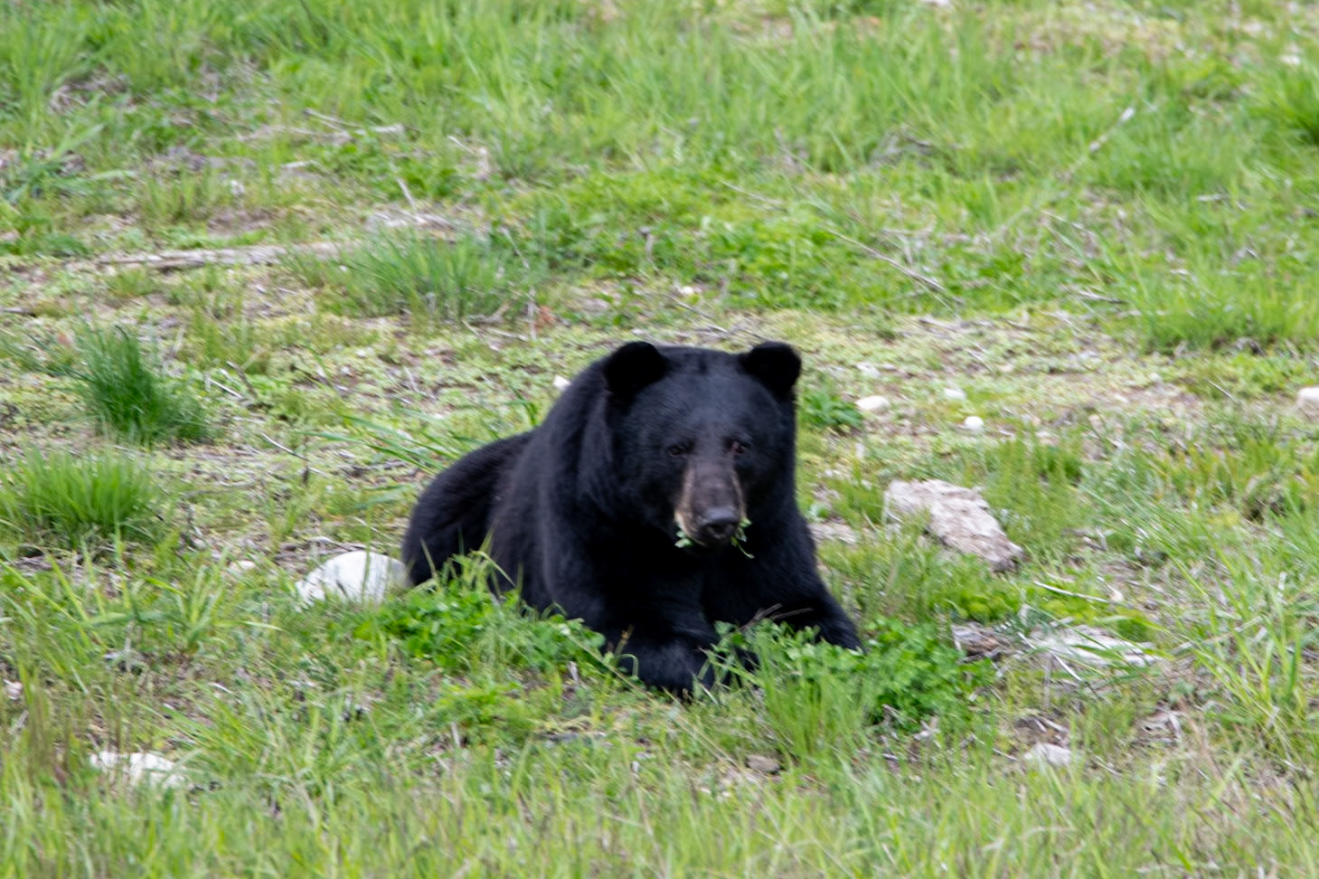 Black bears near Yellowhead Highway
