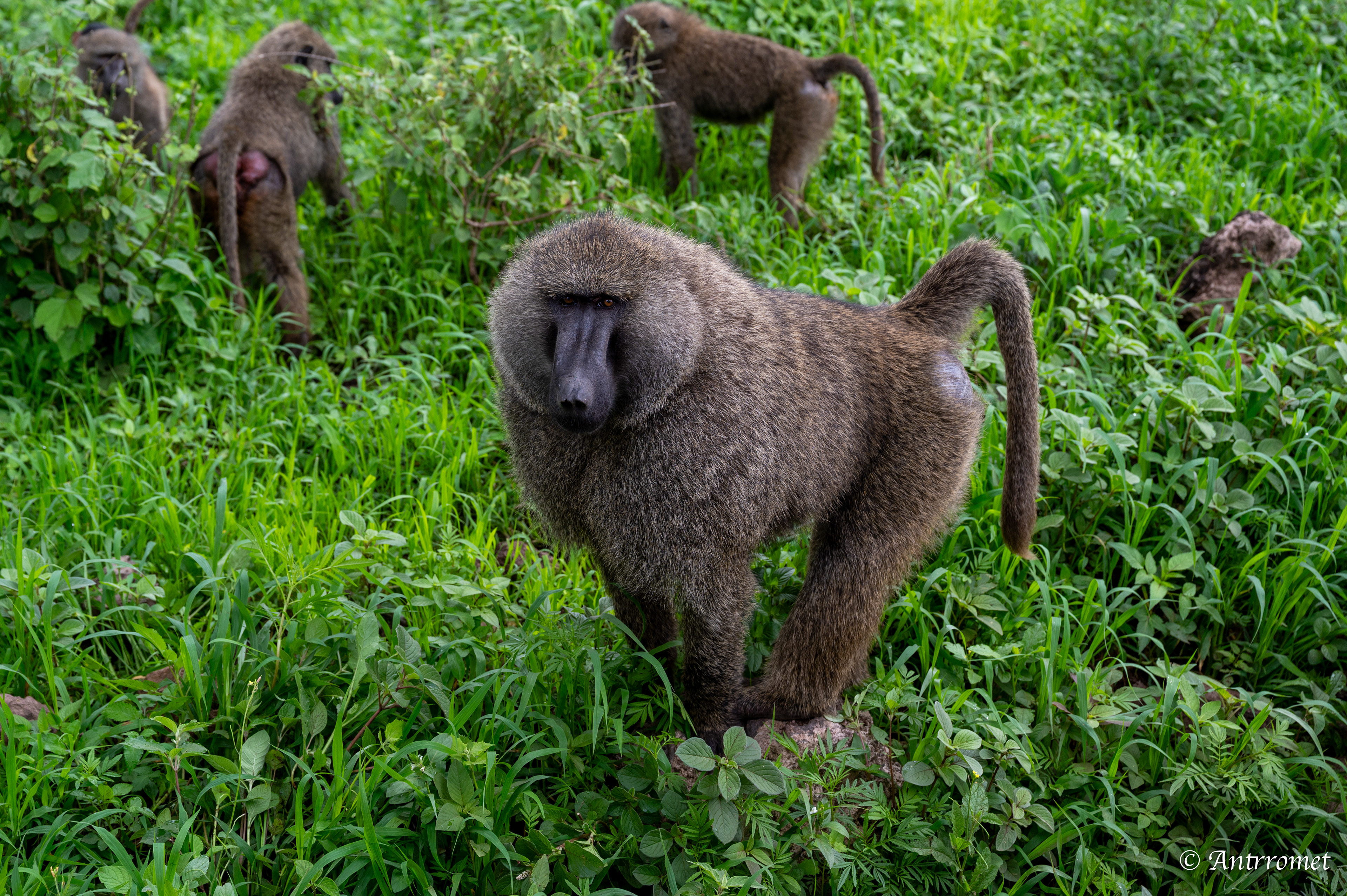 Olive Baboons