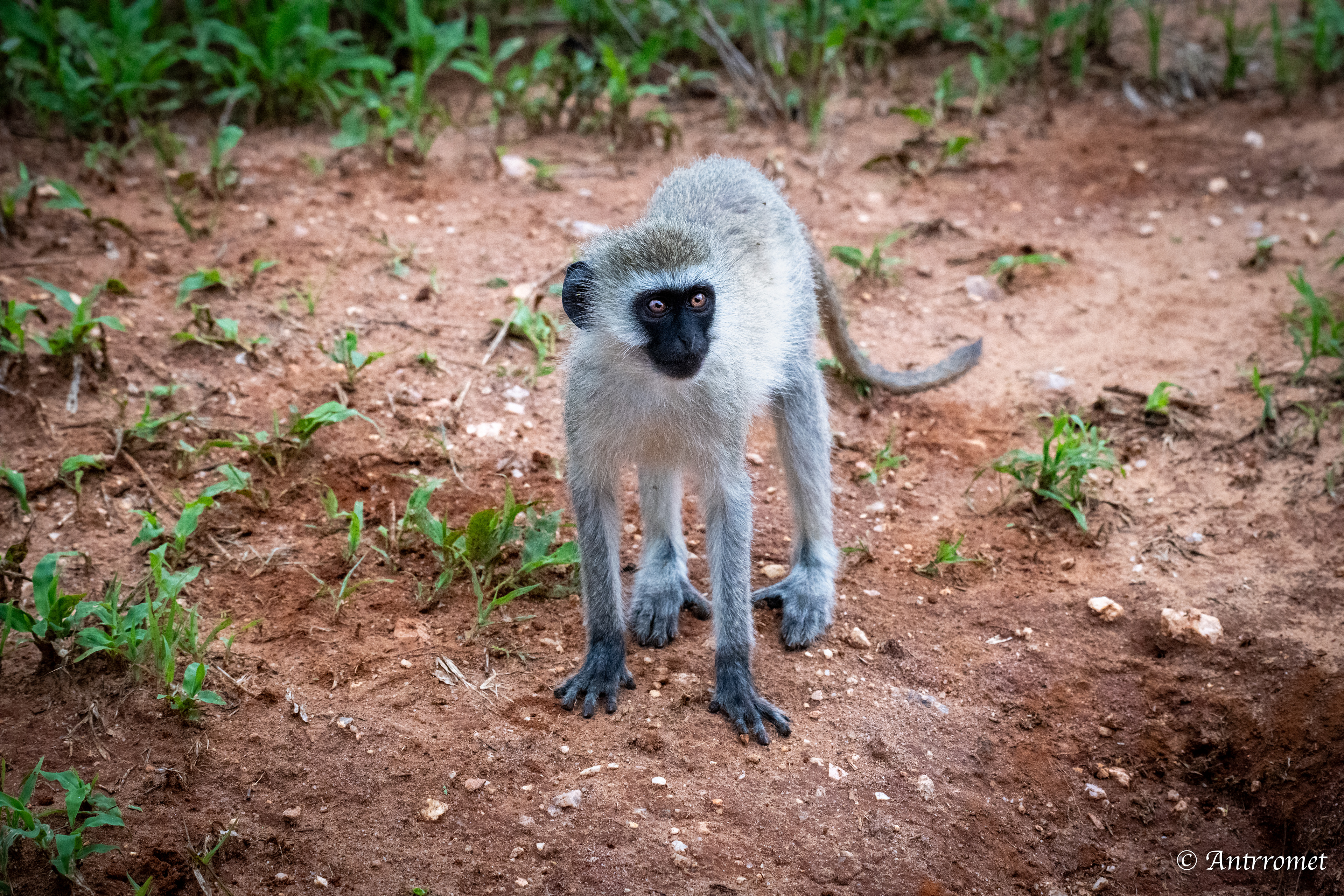 Vervet Monkey
