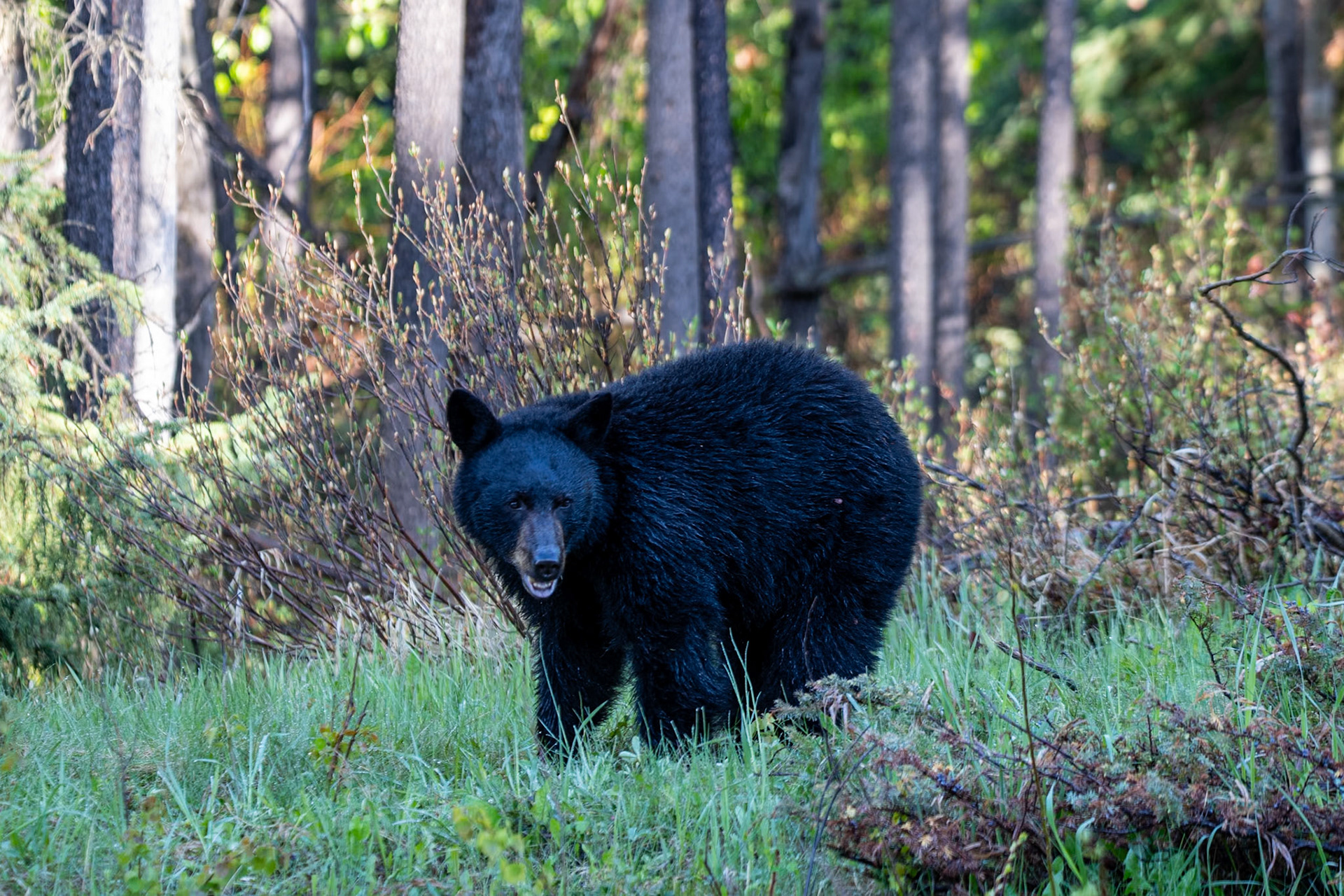 Black bear on Maligne Lake Road