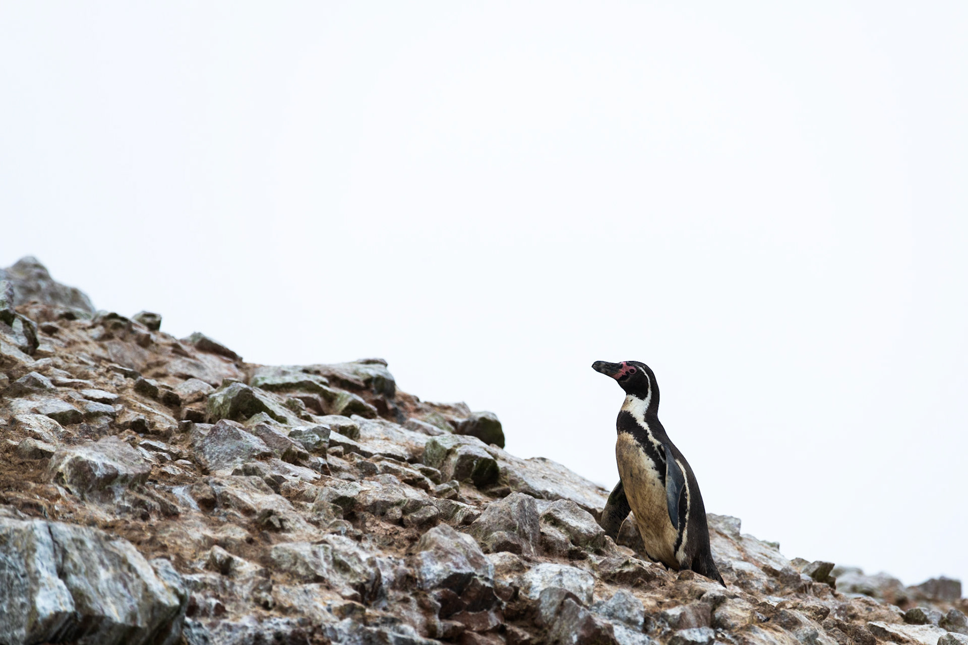 Penguin, Ballestas Islands