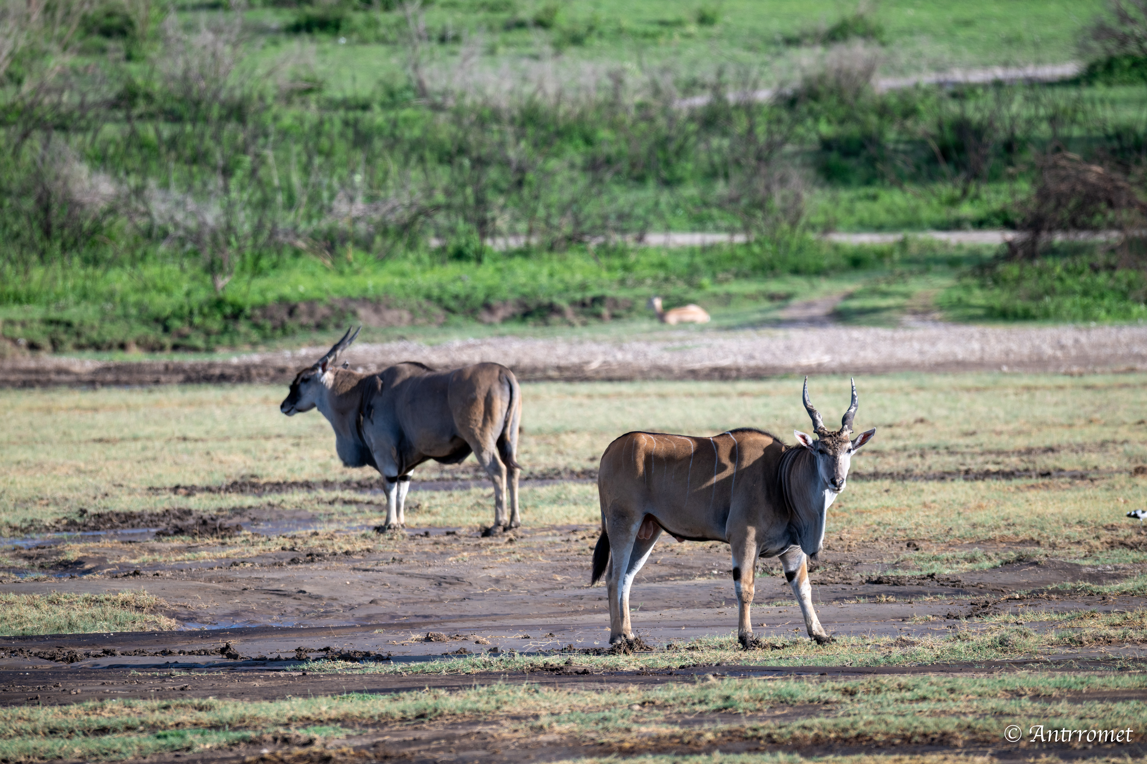 Eland