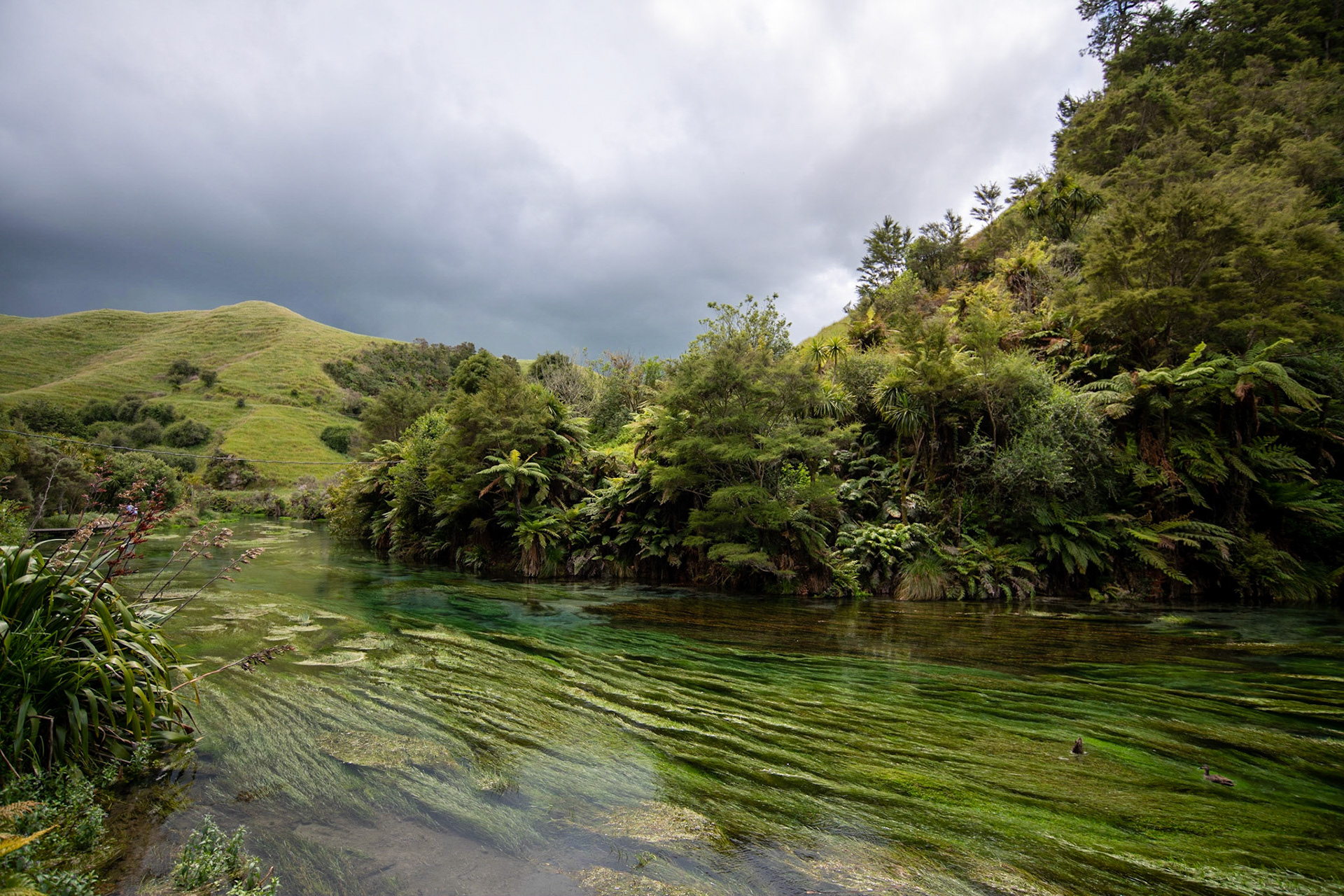 Blue Spring Putaruru