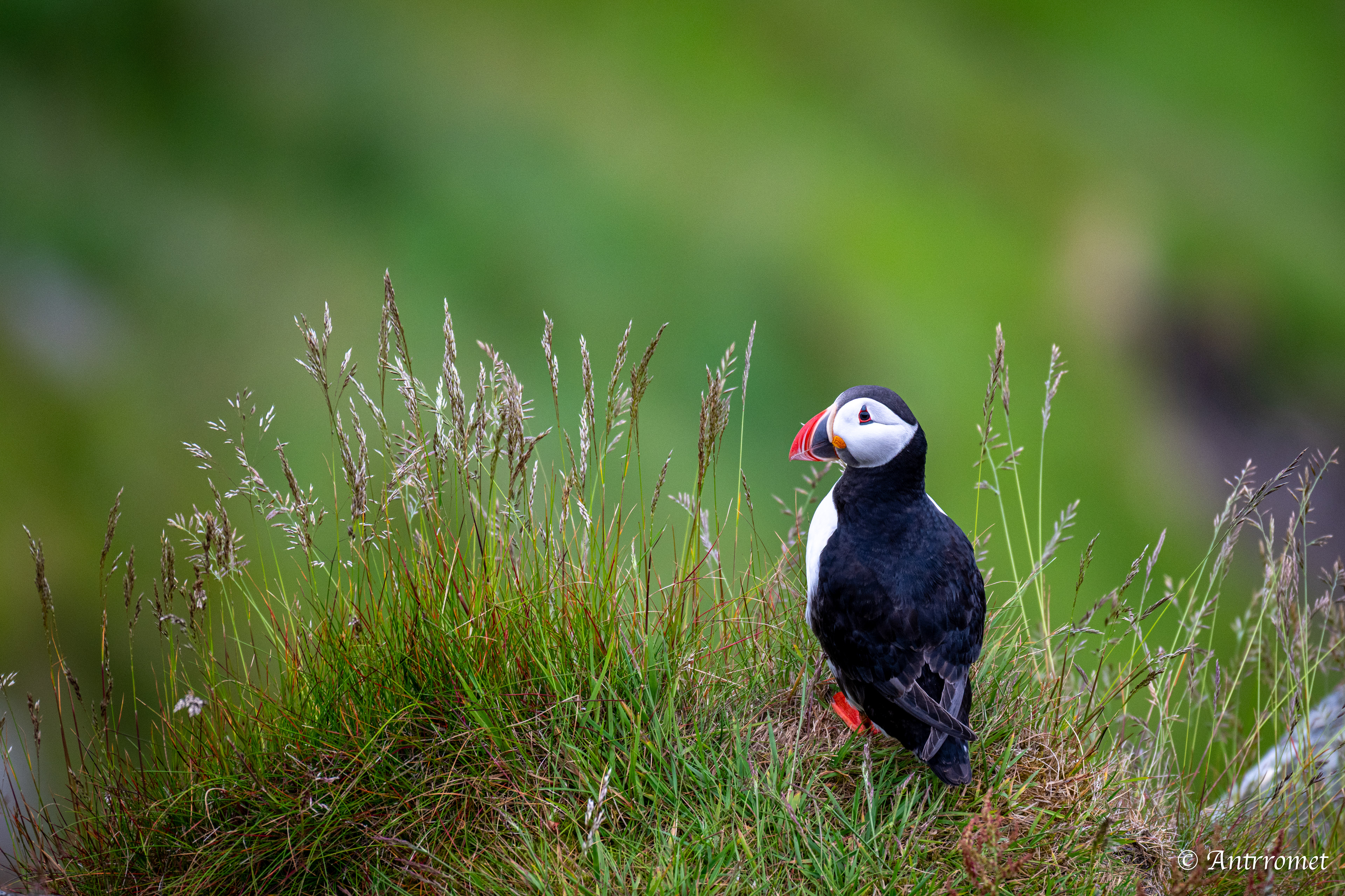 Puffins at Puffin viewing point, Runde