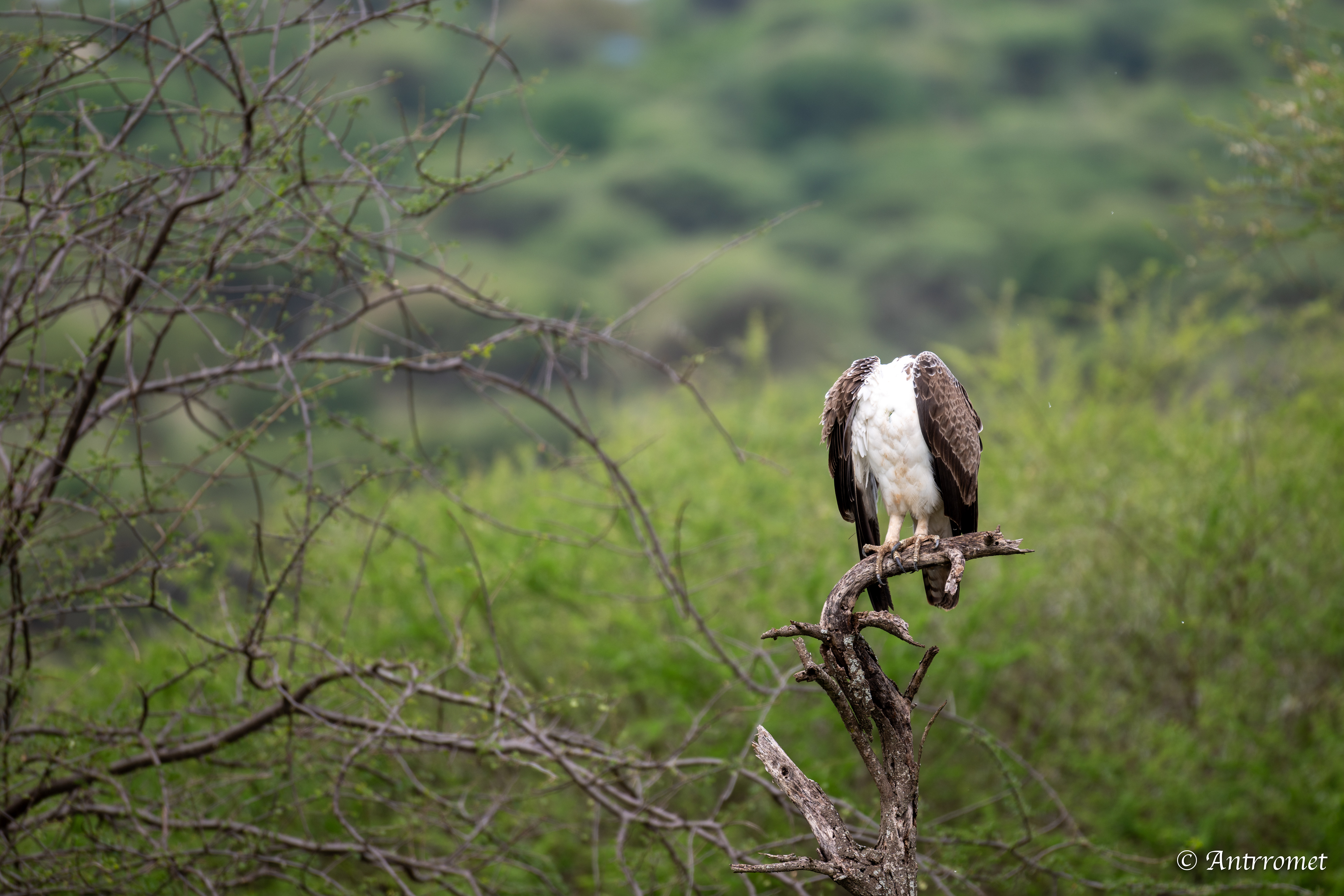 Martial Eagle