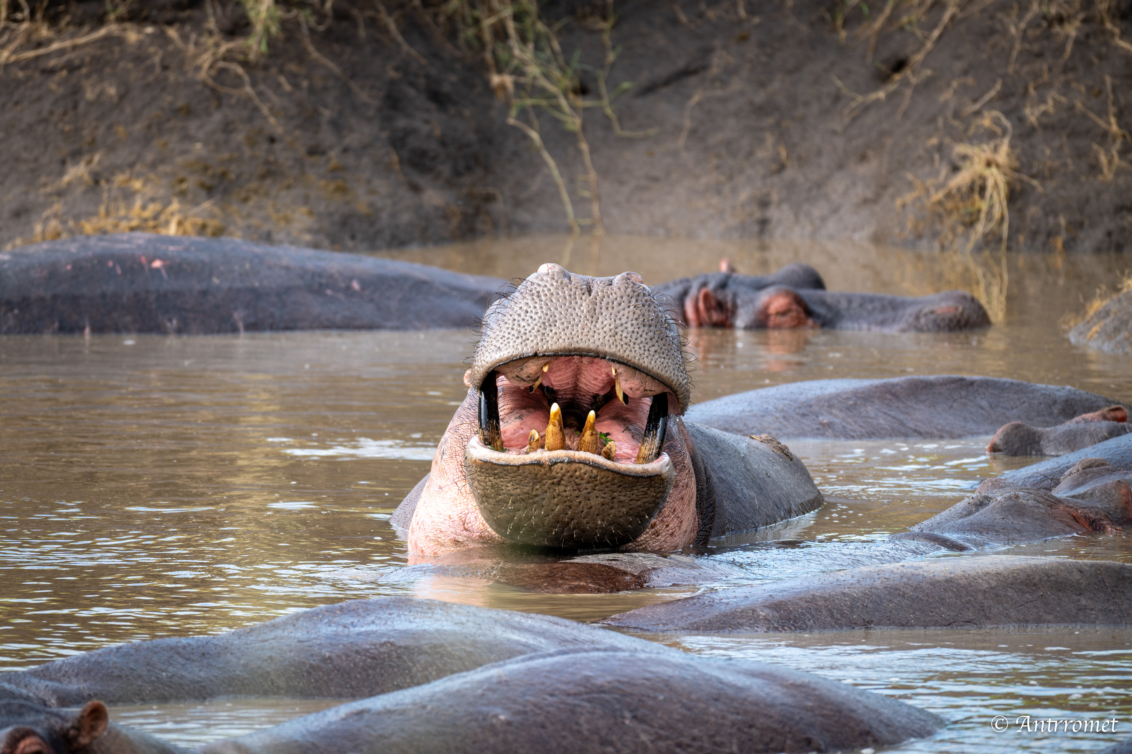 Hippopotamuses