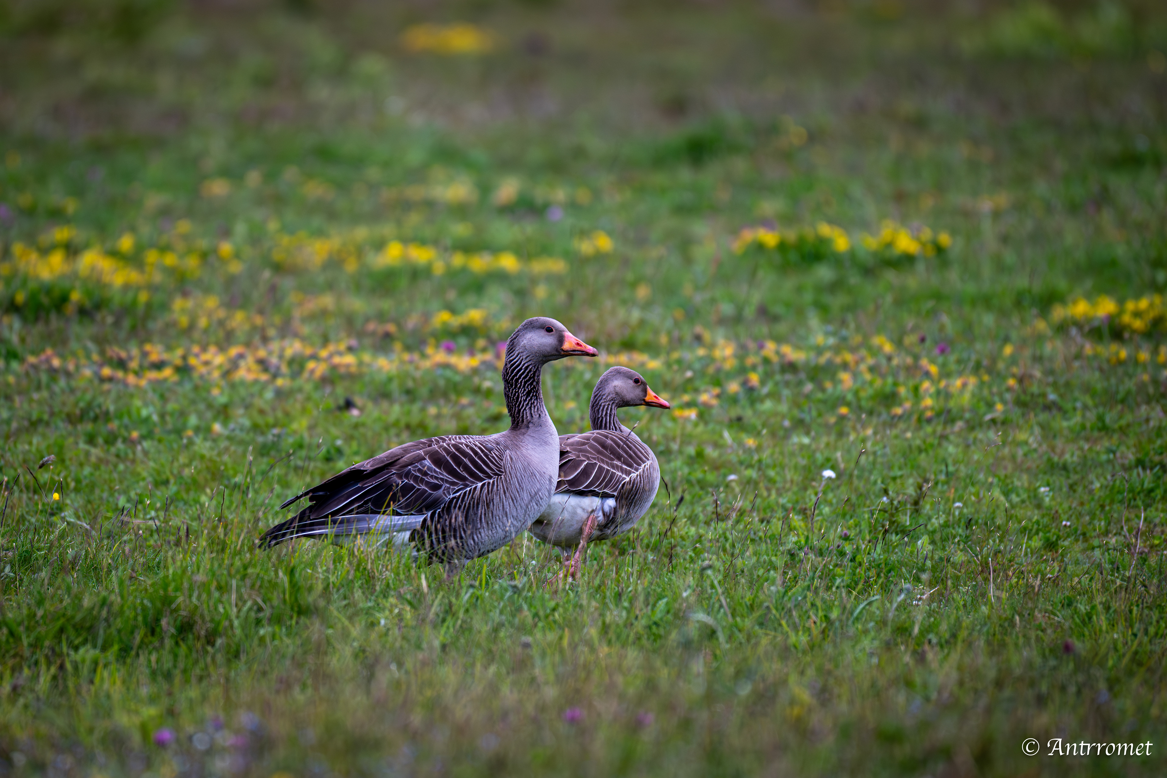 Greylag Geese near Værøy