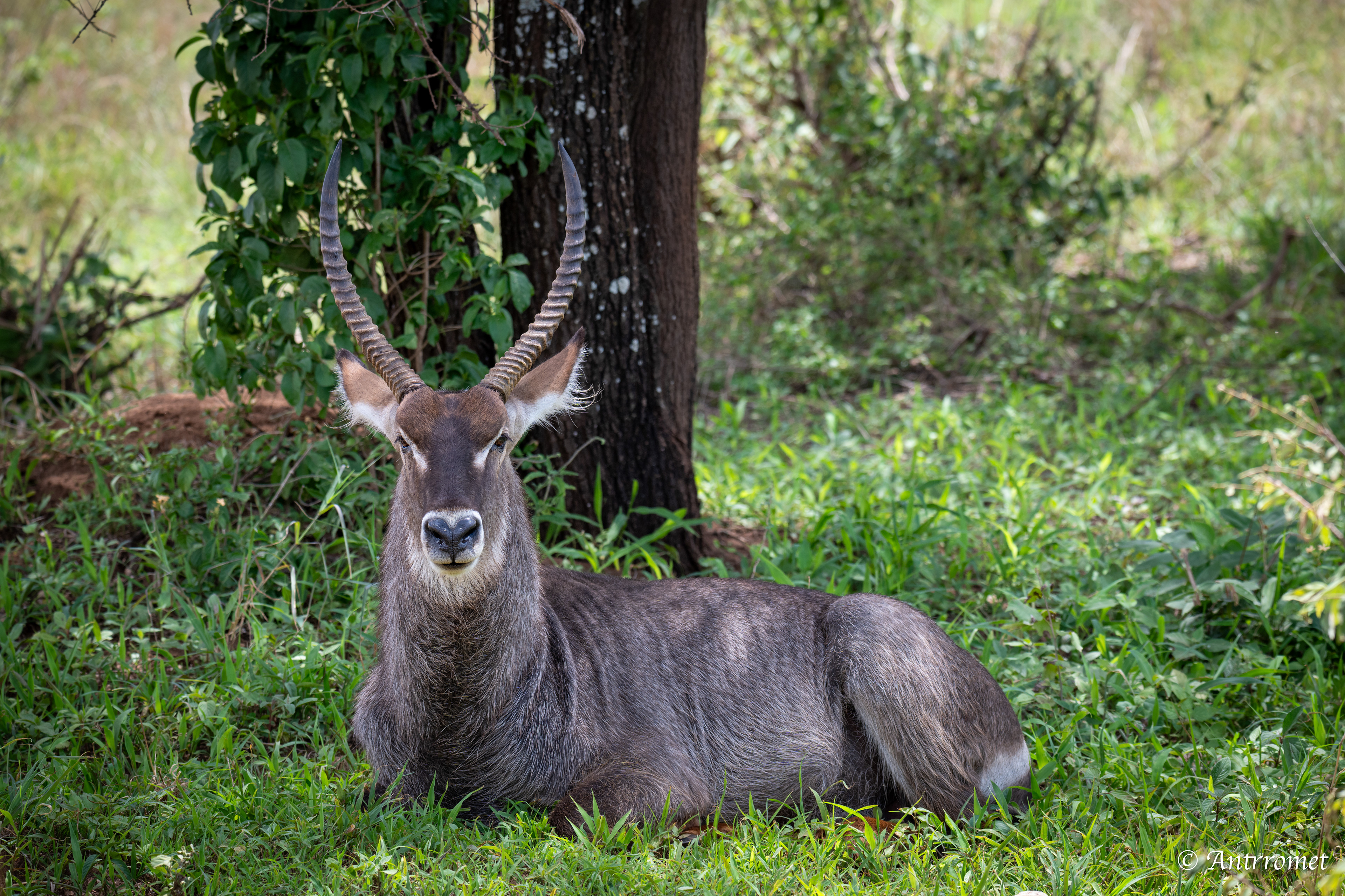 Male Waterbuck
