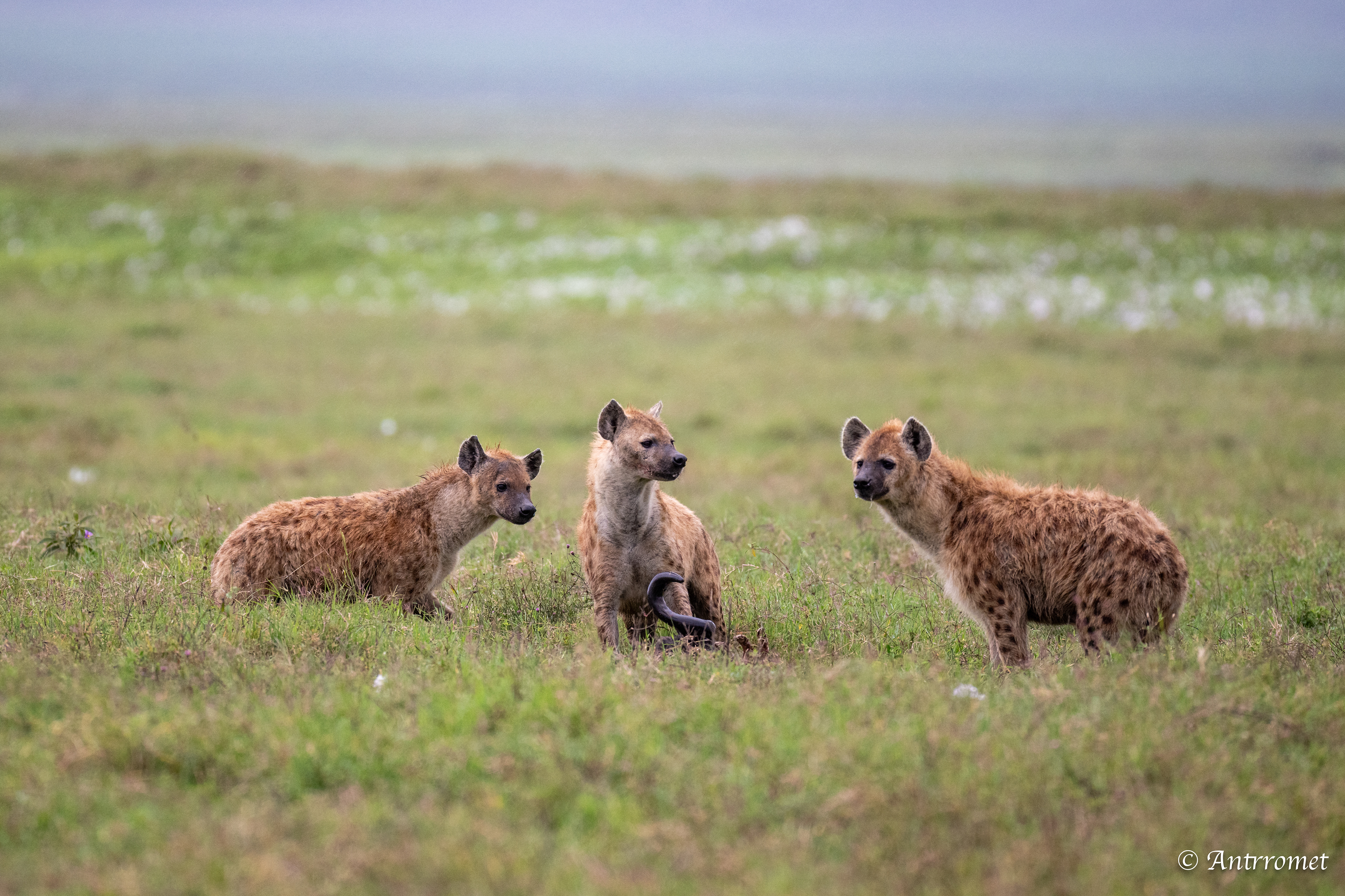 Spotted Hyenas